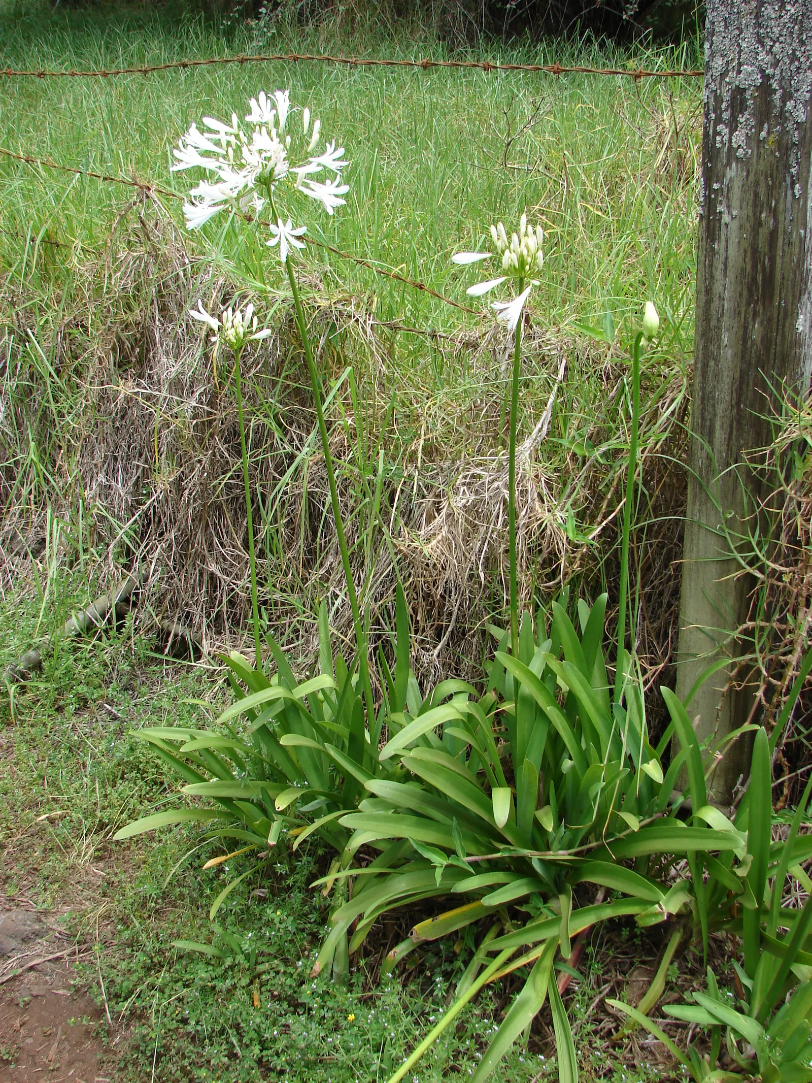 White Lily Of The Nile (Agapanthus Praecox Orientalis 'Albus) — commonly known as the White Lily of the Nile