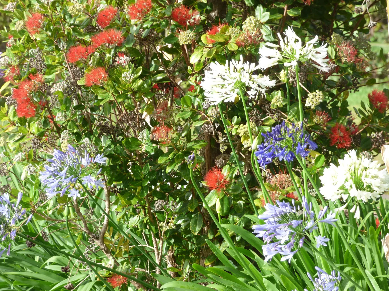 White Lily Of The Nile (Agapanthus Praecox Orientalis 'Albus) — trumpet-shaped flowers atop sturdy stalks