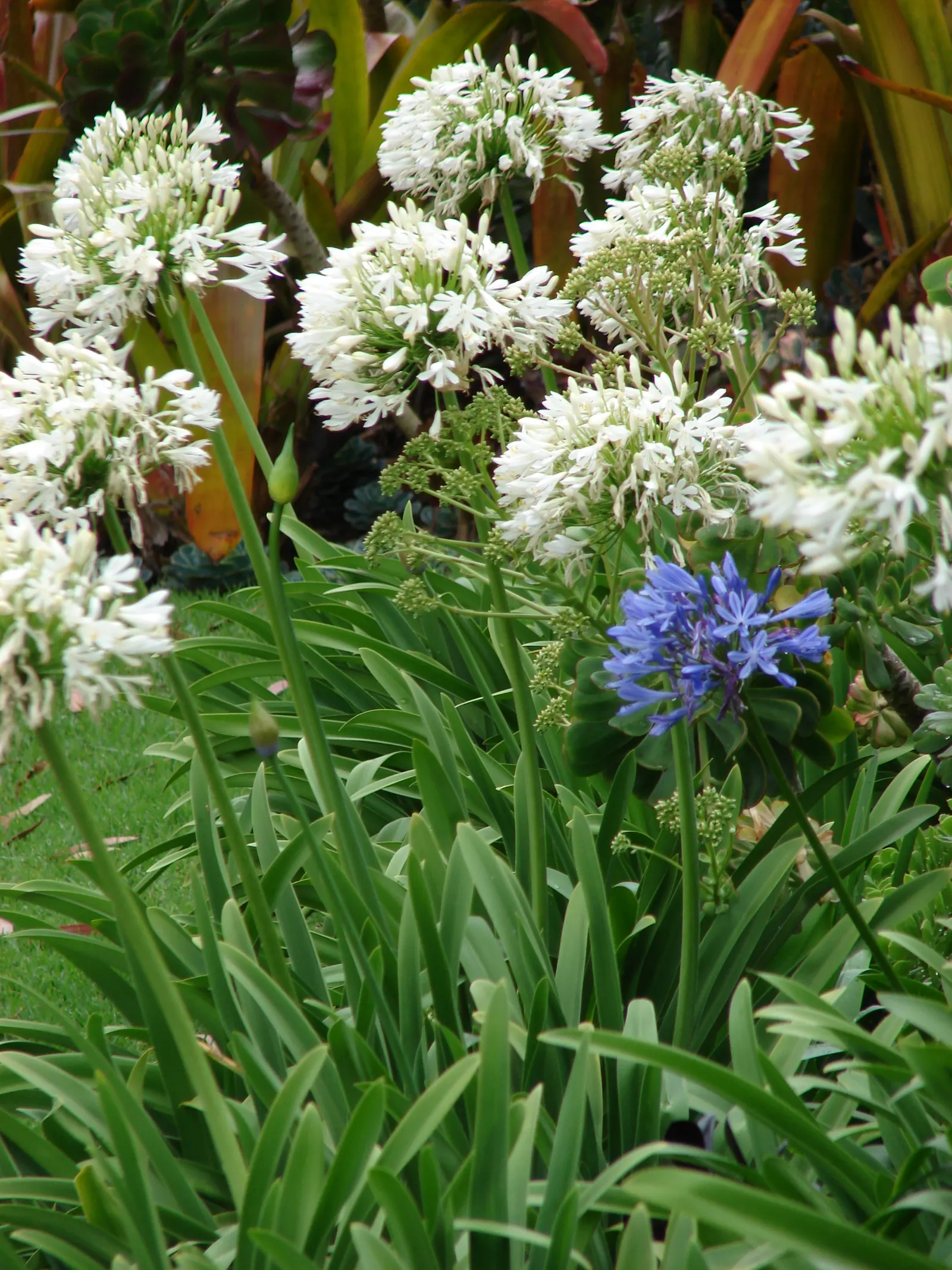 White Lily Of The Nile (Agapanthus Praecox Orientalis 'Albus) — glossy green leaves that form dense clumps of arching foliage up to 2 feet in width