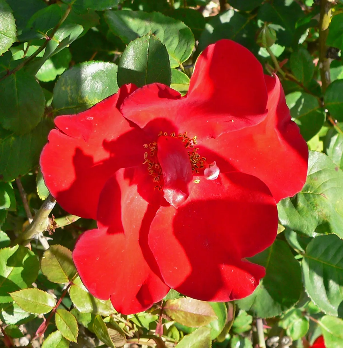 Climbing Rose (Rosa 'Altissimo') — single flowers with a striking golden-yellow center