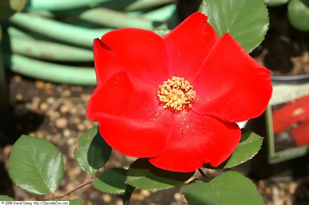Climbing Rose (Rosa 'Altissimo') — Each bloom, measuring up to 5 inches across, makes a dramatic statement against the dark green, glossy foliage