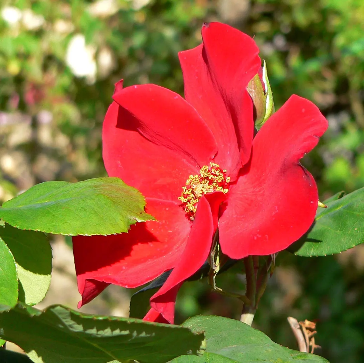 Climbing Rose (Rosa 'Altissimo') — The Rosa 'Altissimo' is a vigorous climbing rose