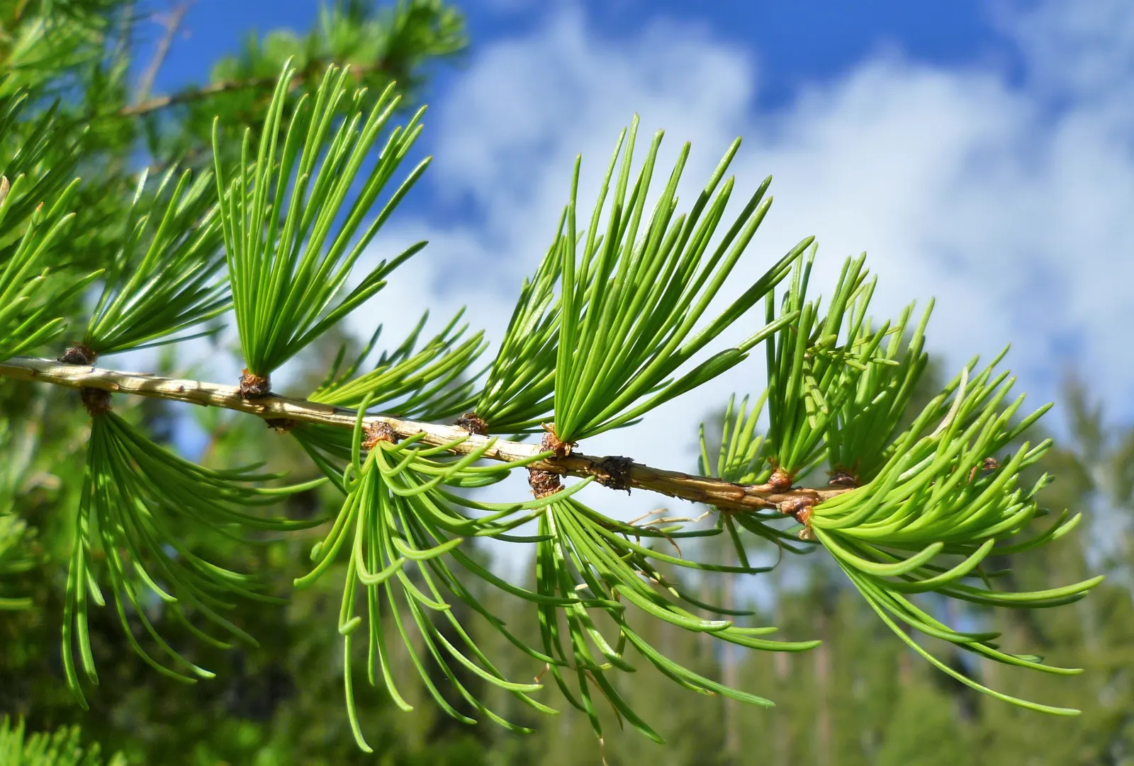 Western Larch (Larix Occidentalis) — which are 1 to 2 inches in length