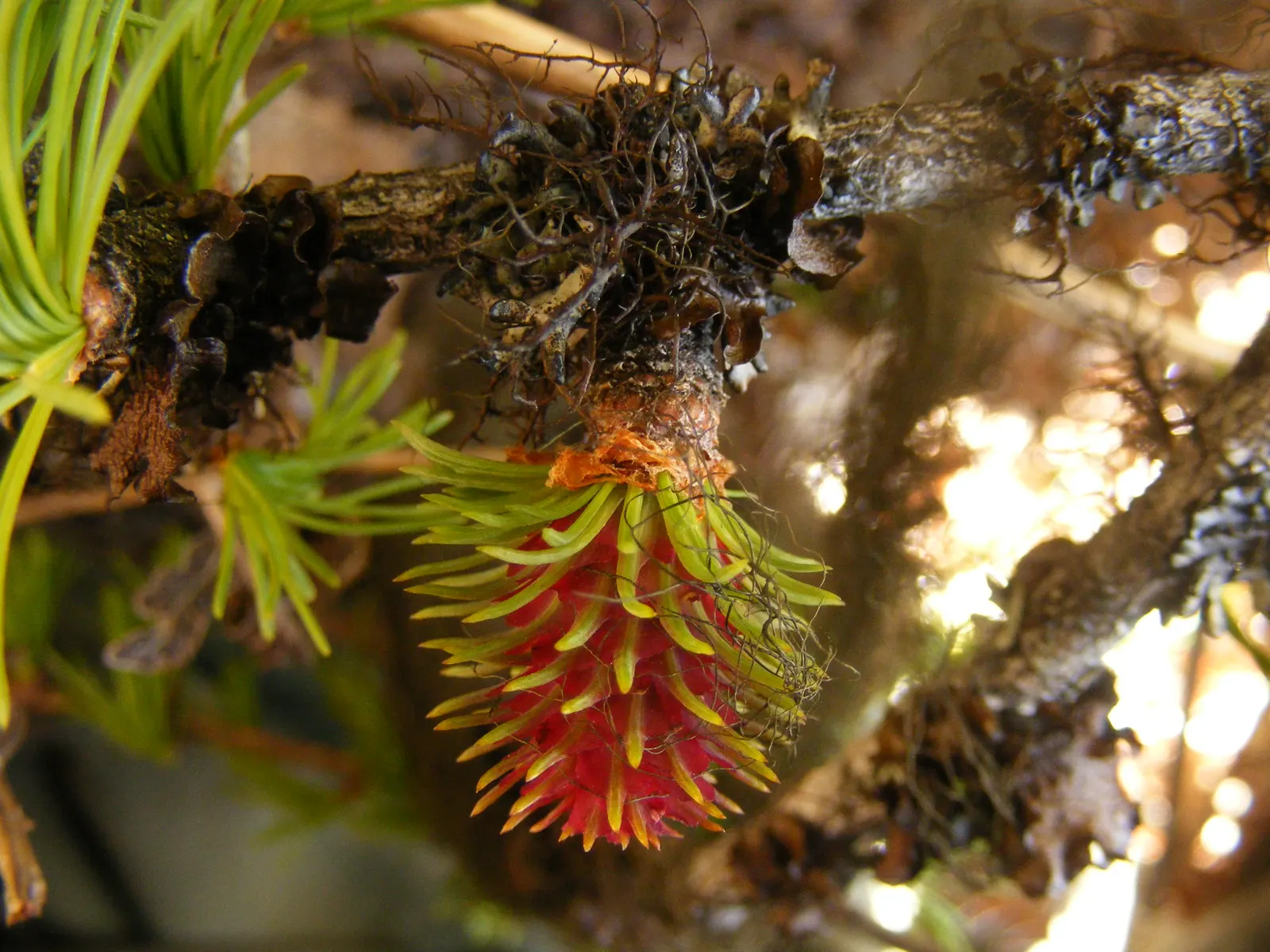 Western Larch (Larix Occidentalis) — scientifically recognized as Larix occidentalis