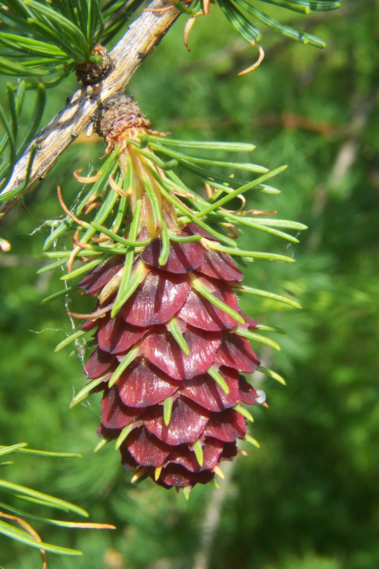 Western Larch (Larix Occidentalis) — Adapted for cold climates, it prefers well-drained soils