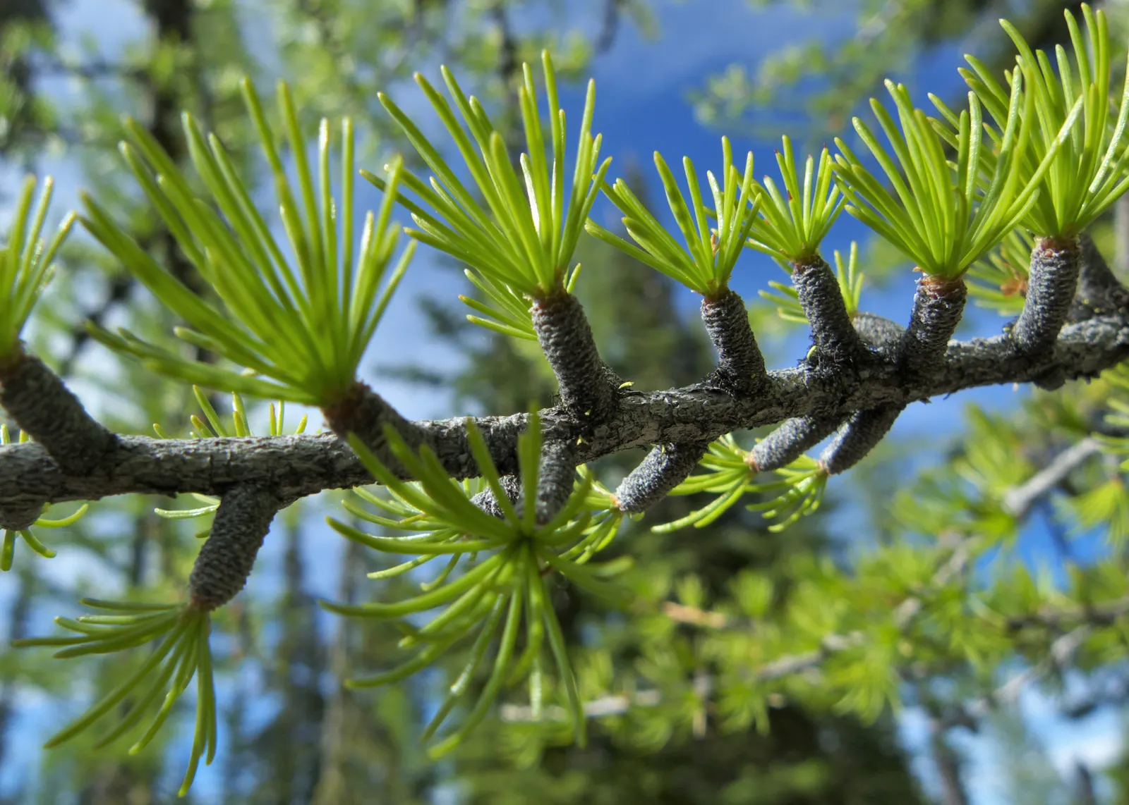 Western Larch (Larix Occidentalis) — transforming to a vivid gold before dropping in the fall
