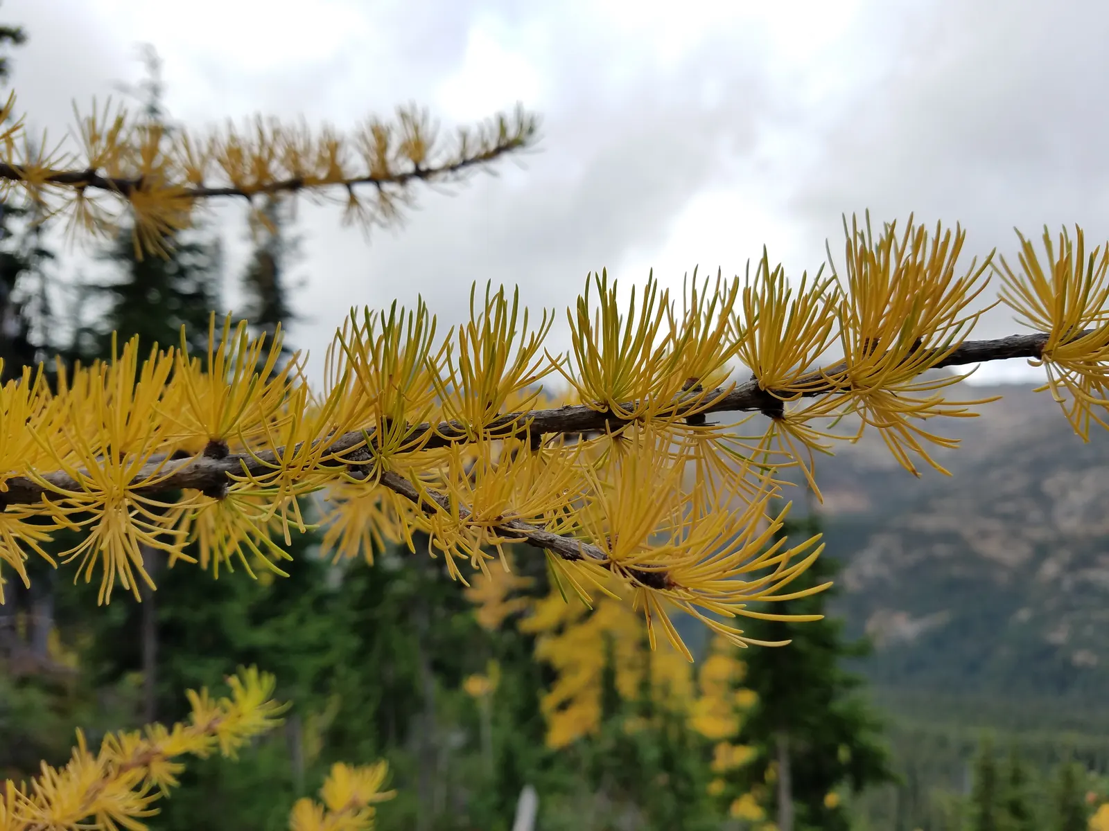 Western Larch (Larix Occidentalis) — notable for its conical shape and thick