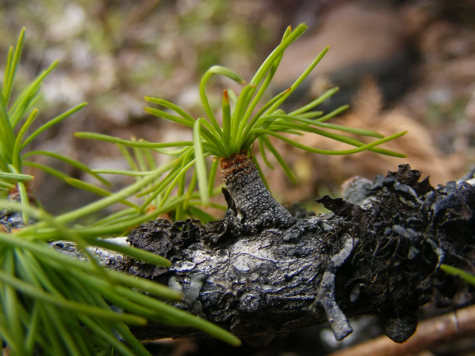 Western Larch (Larix Occidentalis) — With a rapid growth rate, it adds seasonal interest and height to large spaces