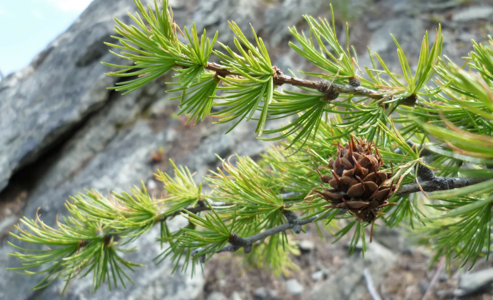 Western Larch (Larix Occidentalis) — it requires full sun exposure and well-drained soils