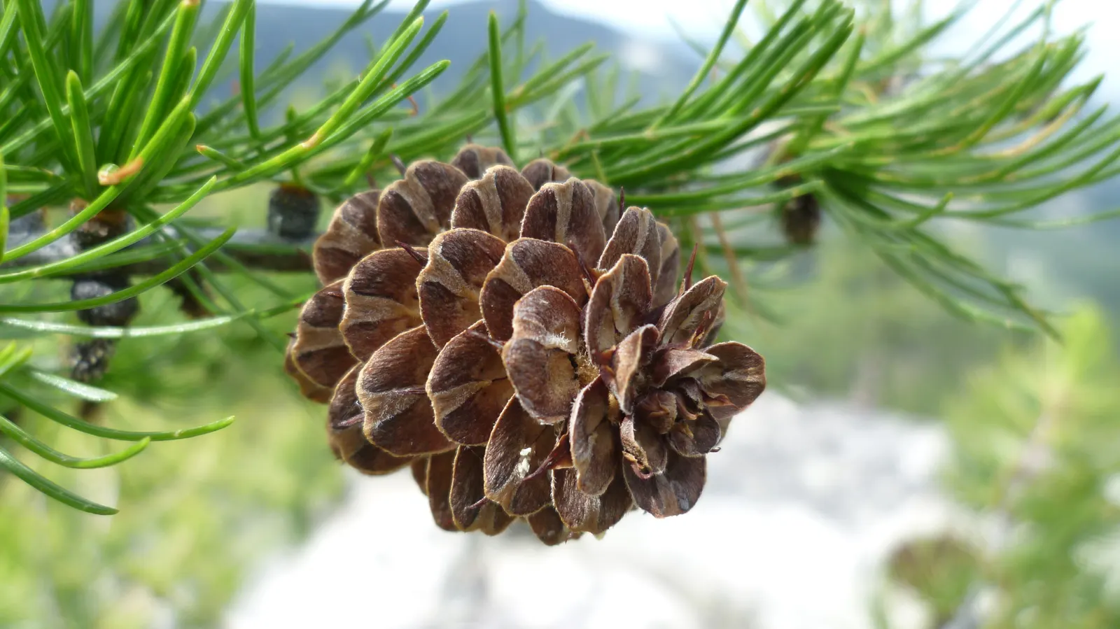 Western Larch (Larix Occidentalis) — This seasonal change adds a dynamic element to any garden.<br><br>Furthermore