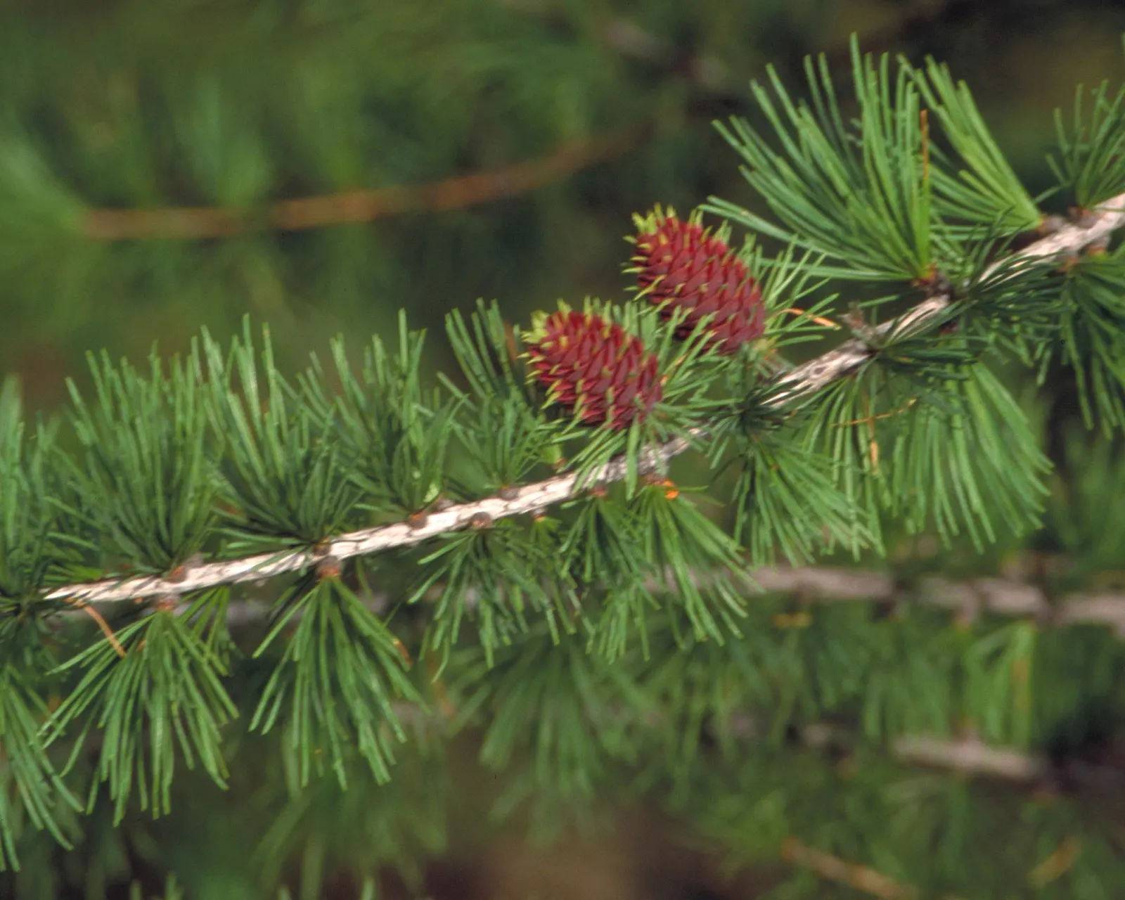 Western Larch (Larix Occidentalis) — This stately tree is celebrated for its majestic stature and adaptive prowess