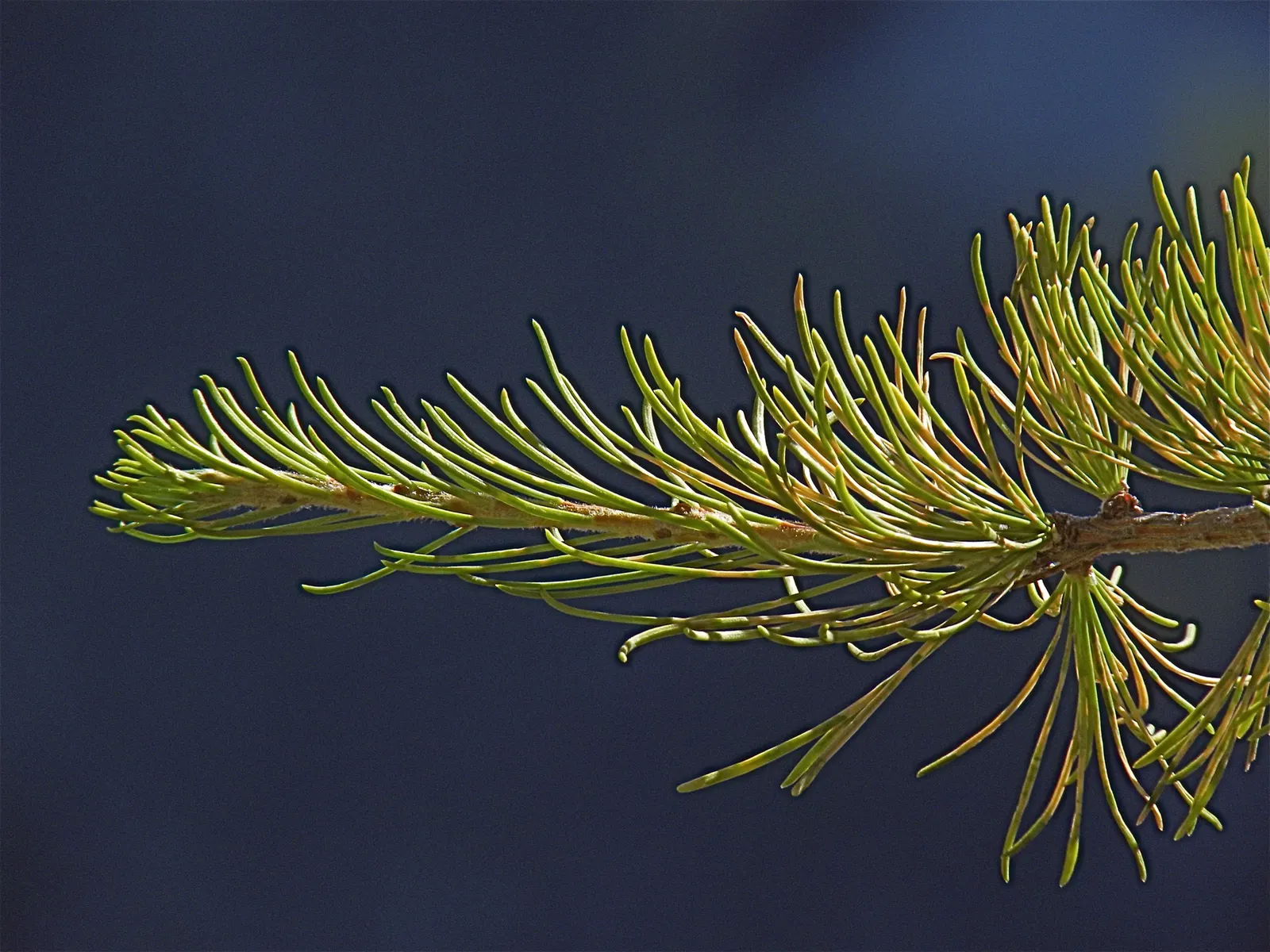 Western Larch (Larix Occidentalis) — a feature underscored by its USDA hardiness zone rating of 4 through 6.<br><br>The Western Larch's needles