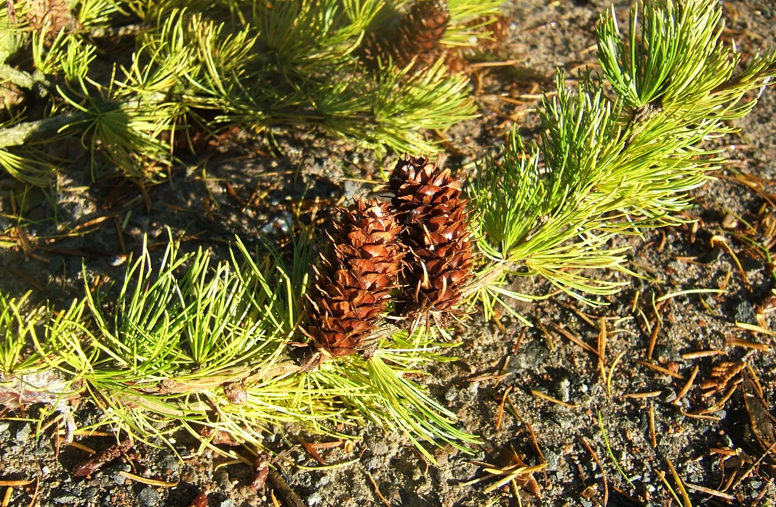 Western Larch (Larix Occidentalis) — contribute textural variety throughout the year