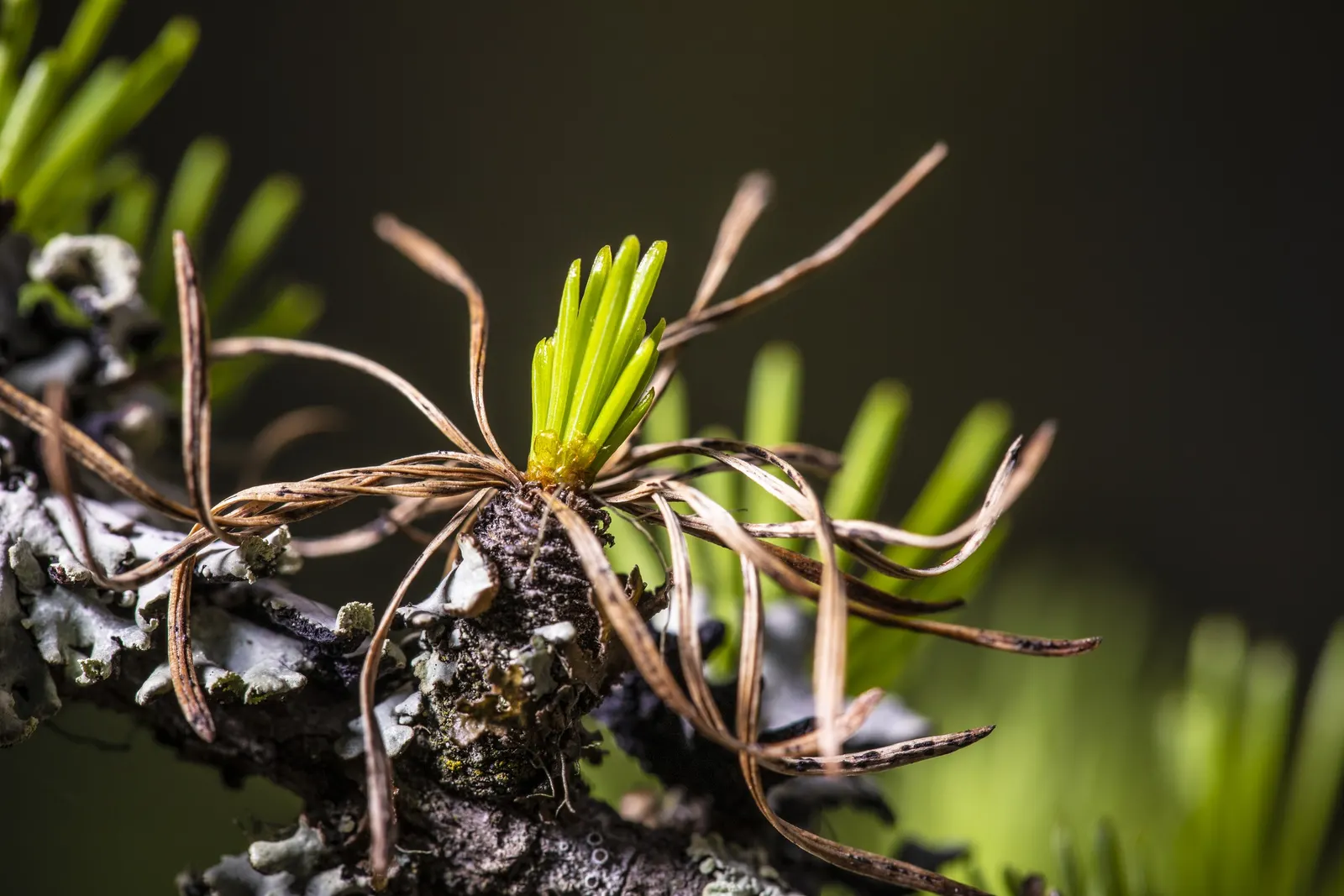 Western Larch (Larix Occidentalis) — deeply furrowed bark and cones