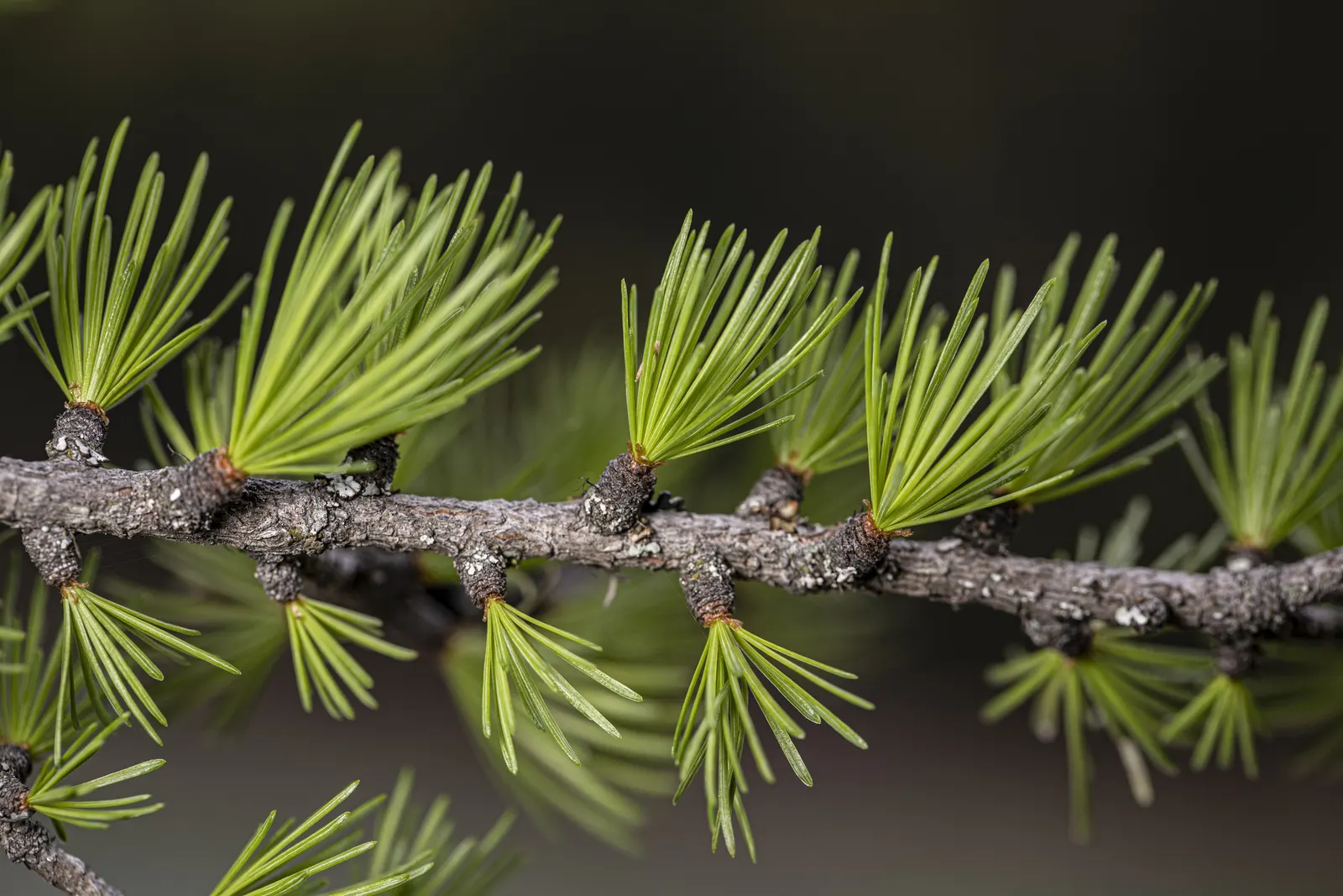 Western Larch (Larix Occidentalis) — bright green hue during the growing season