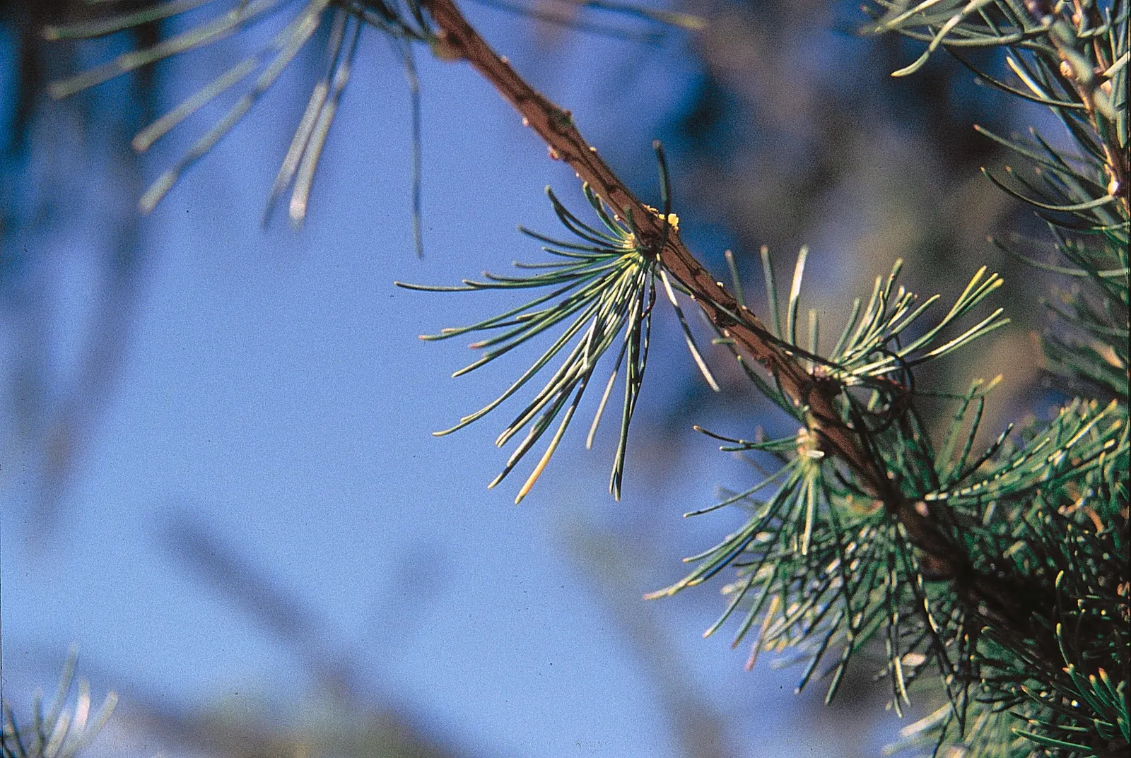 Western Larch (Larix Occidentalis) — exhibiting a notable tolerance to cold