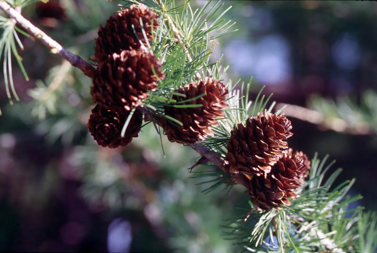 Western Larch (Larix Occidentalis) — With its adaptability and minimal maintenance requirements