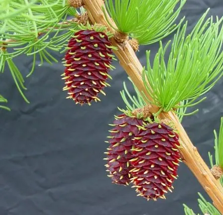 Western Larch (Larix Occidentalis) — Hardy in zones 3-6, it thrives in full sun