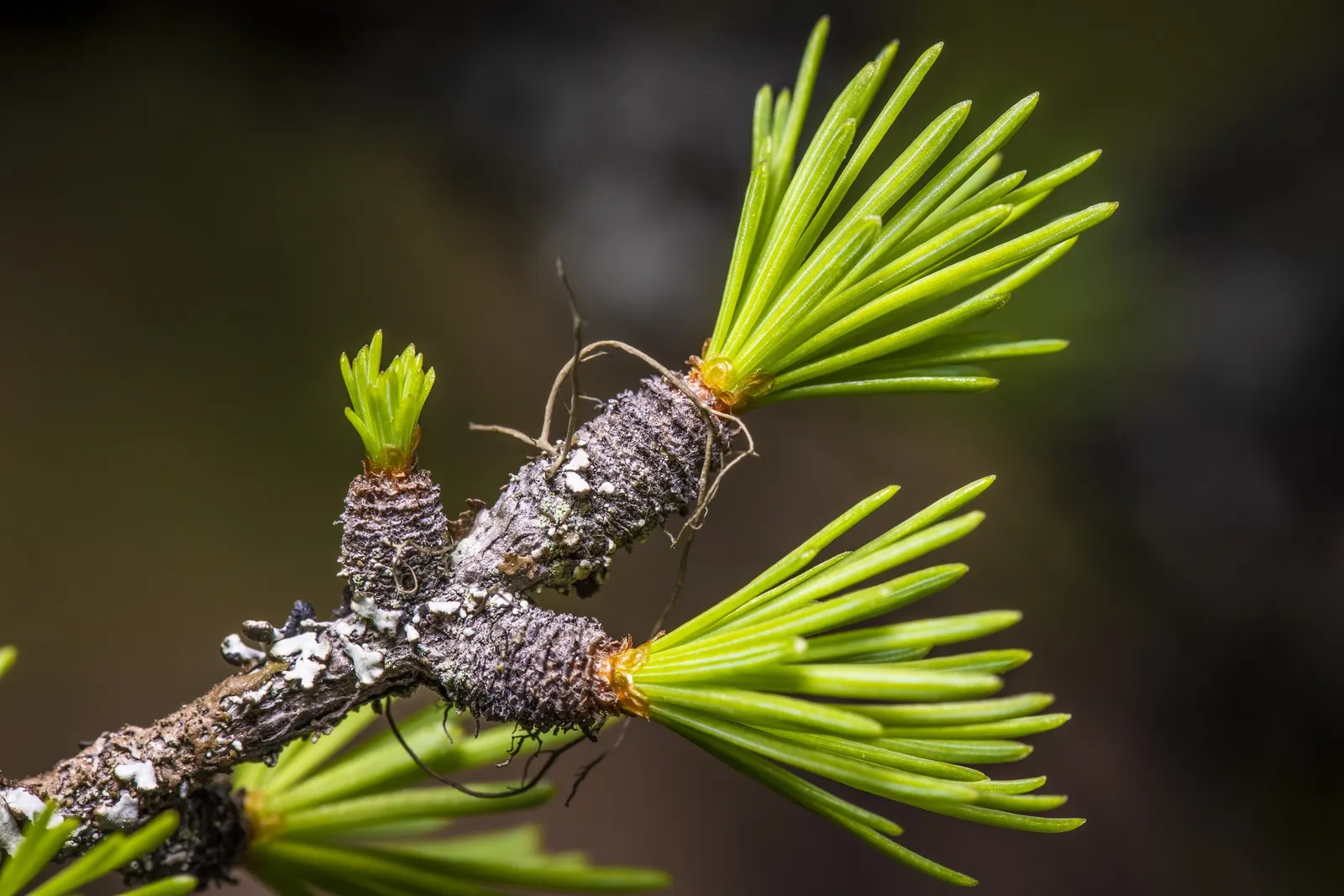 Western Larch (Larix Occidentalis) — each measuring about 1 to 1.5 inches long