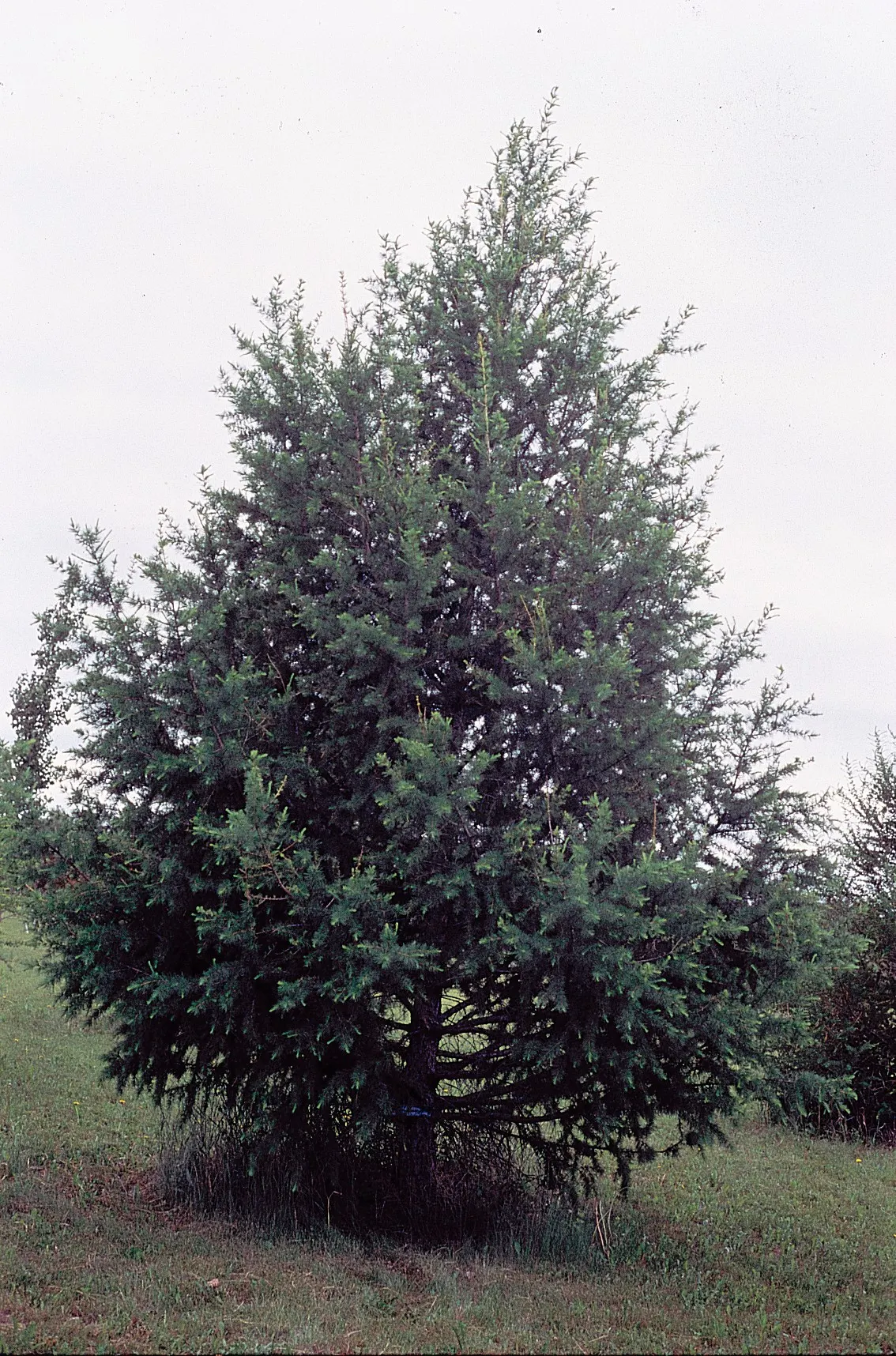 Western Larch (Larix Occidentalis) — Western Larch (Larix occidentalis) is a deciduous conifer reaching up to 180 feet tall