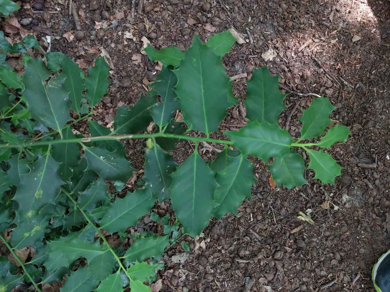 English Holly (Ilex Aquifolium) — deep green leaves and vibrant red berries