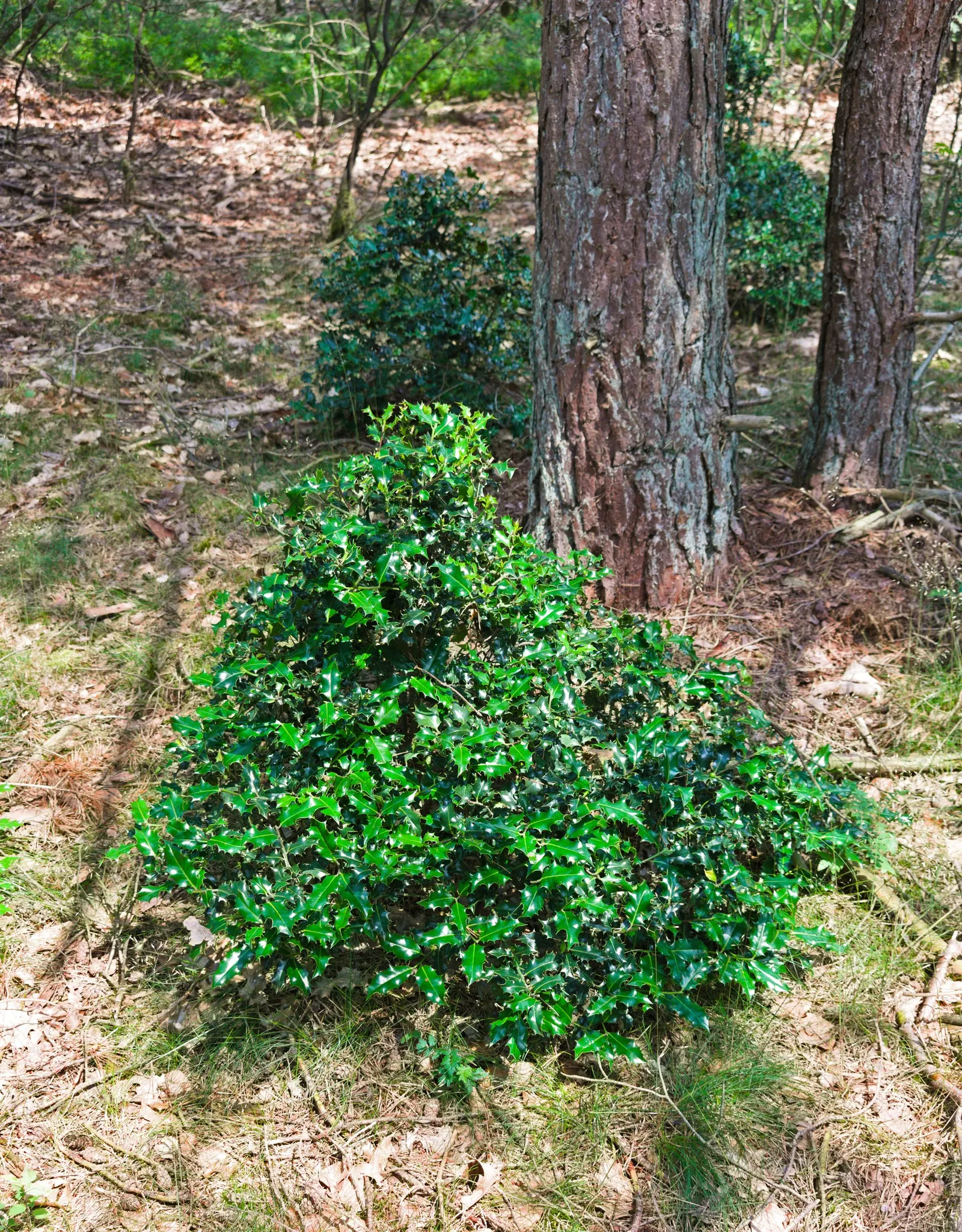 English Holly (Ilex Aquifolium) — Moreover, incorporating mulch can help retain moisture and protect the root zone in colder climates; caution, image 90