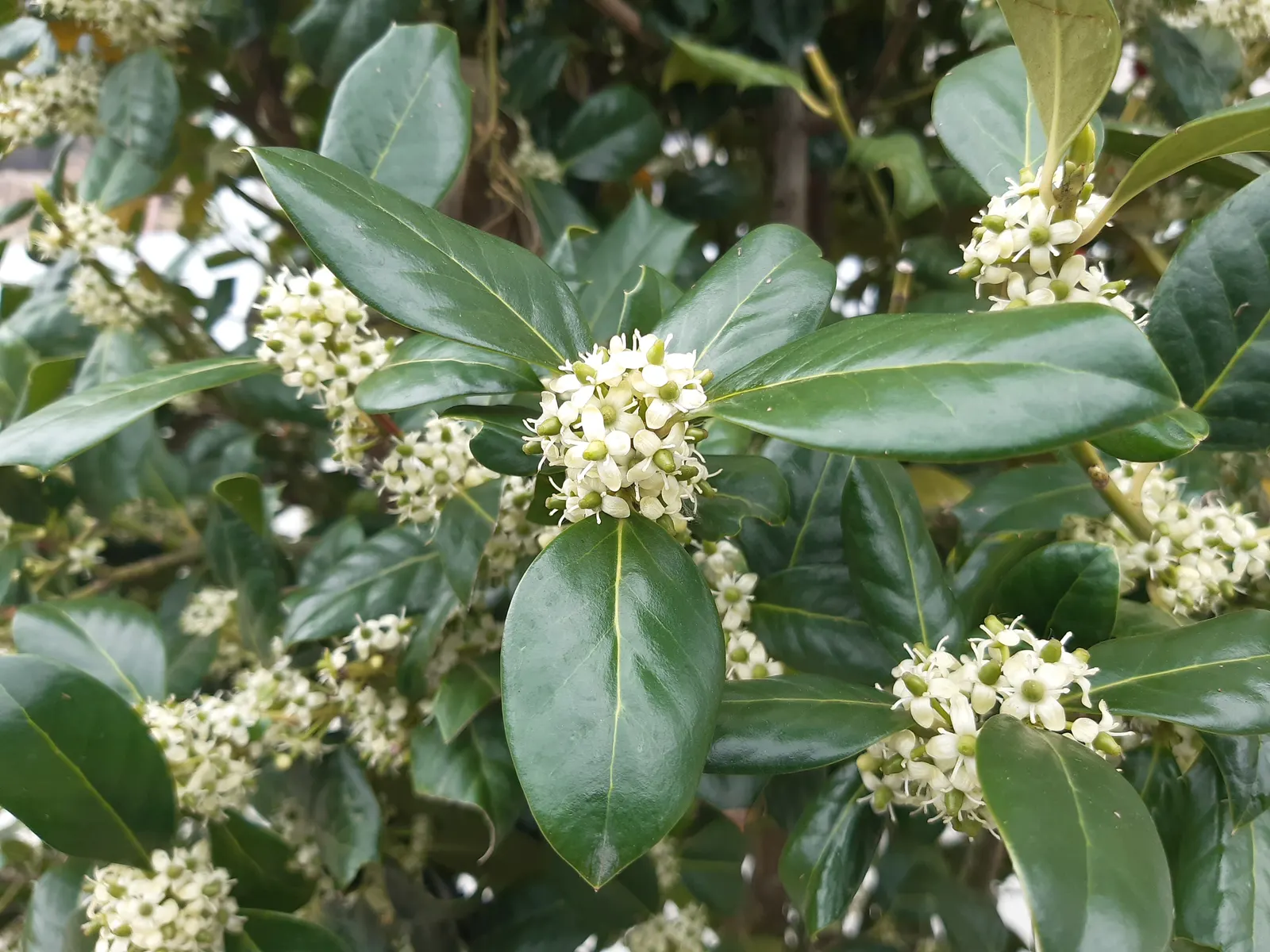 English Holly (Ilex Aquifolium) — For optimal growth and berry display