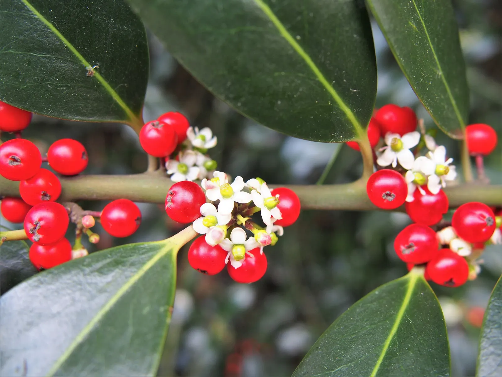English Holly (Ilex Aquifolium) — deep green leaves and vibrant red berries; preferably with a slightly acidic to neutral pH, image 101