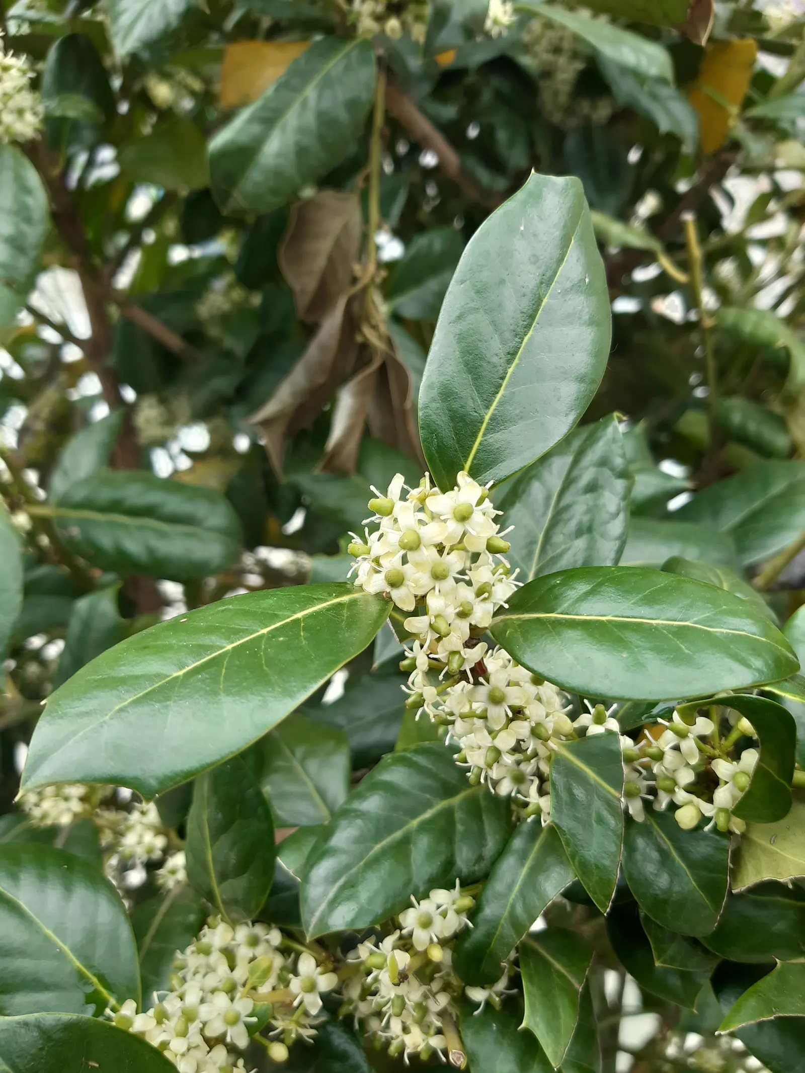 English Holly (Ilex Aquifolium) — as the plant's sharp leaves might make it unsuitable for areas frequented by children or pets