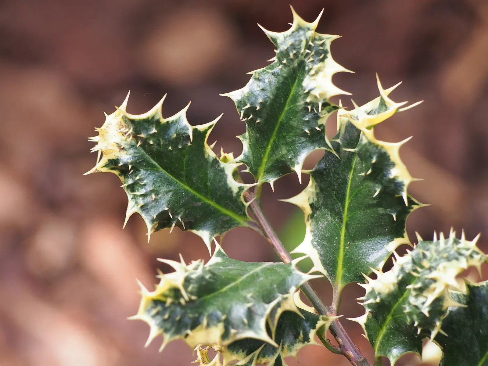 English Holly (Ilex Aquifolium) — For optimal growth and berry display; it thrives in USDA hardiness zones 5 through 9 and prefers exposure to full, image 111