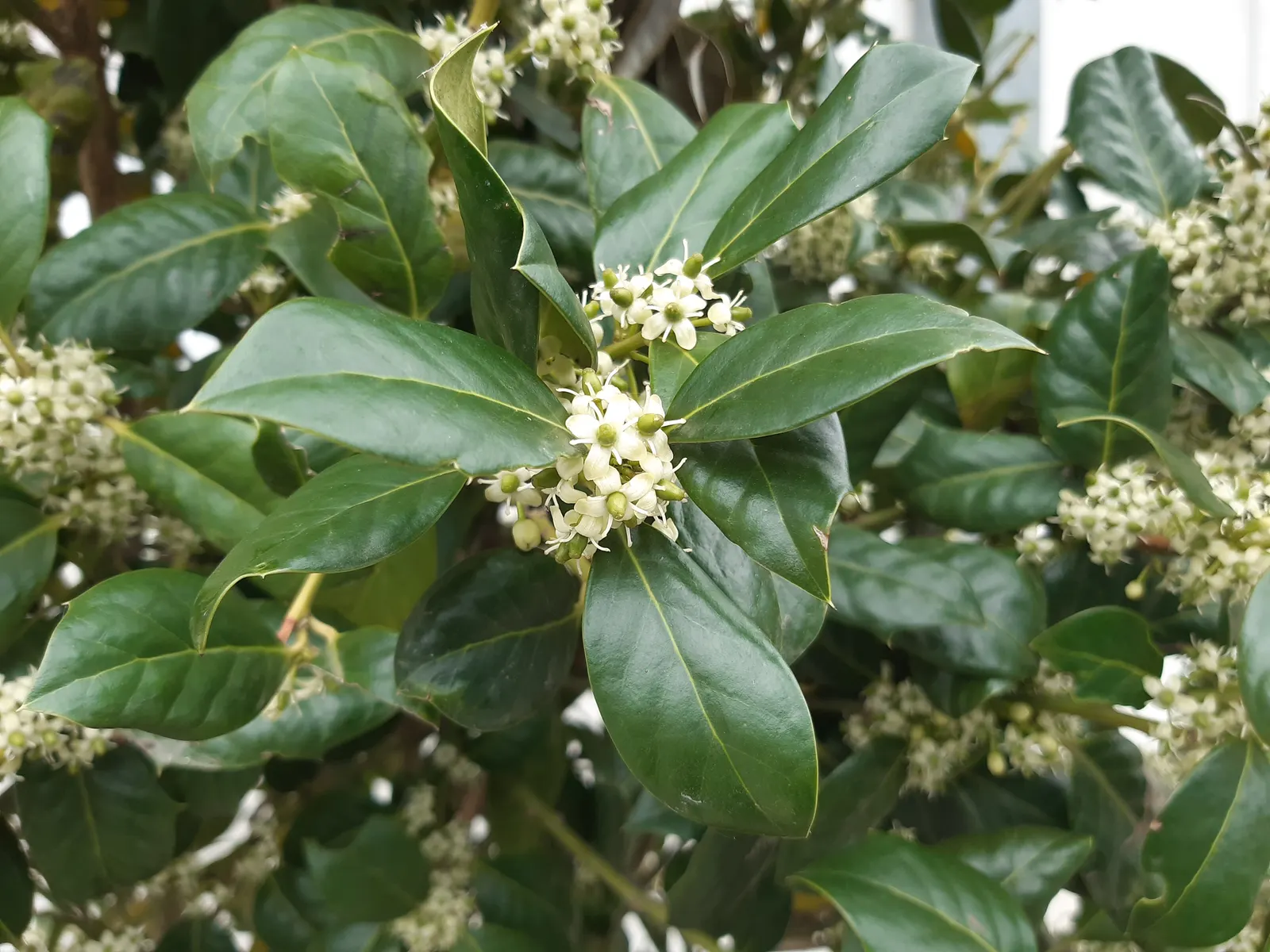 English Holly (Ilex Aquifolium) — broadleaf evergreen for full or half; occasional pruning will help maintain its shape and promote a more lush