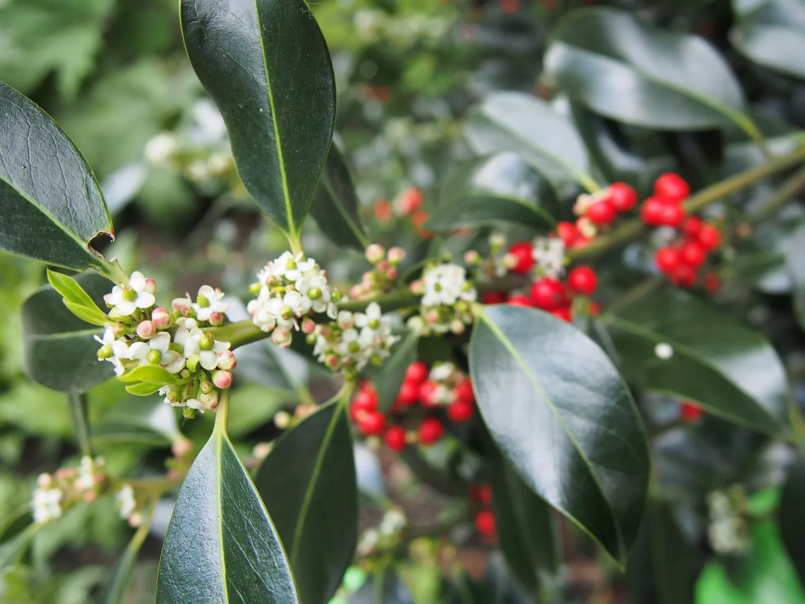 English Holly (Ilex Aquifolium) — The English Holly's stately presence and seasonal interest make it a timeless addition to any landscape design, image 91