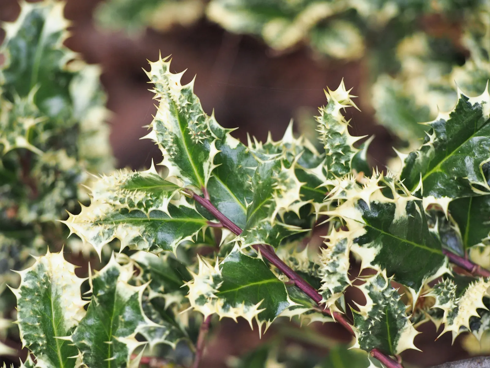 English Holly (Ilex Aquifolium) — commonly known as the English Holly; broadleaf evergreen for full or half, image 99