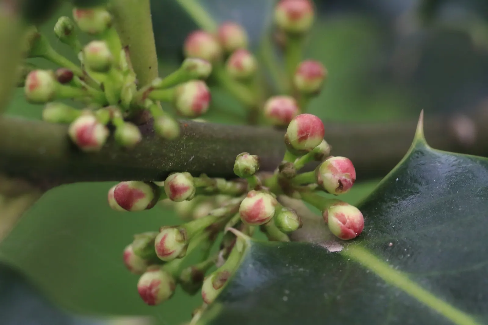 English Holly (Ilex Aquifolium) — An excellent choice for creating focal points or hedges within a garden design; moreover, incorporating mulch can, image 102