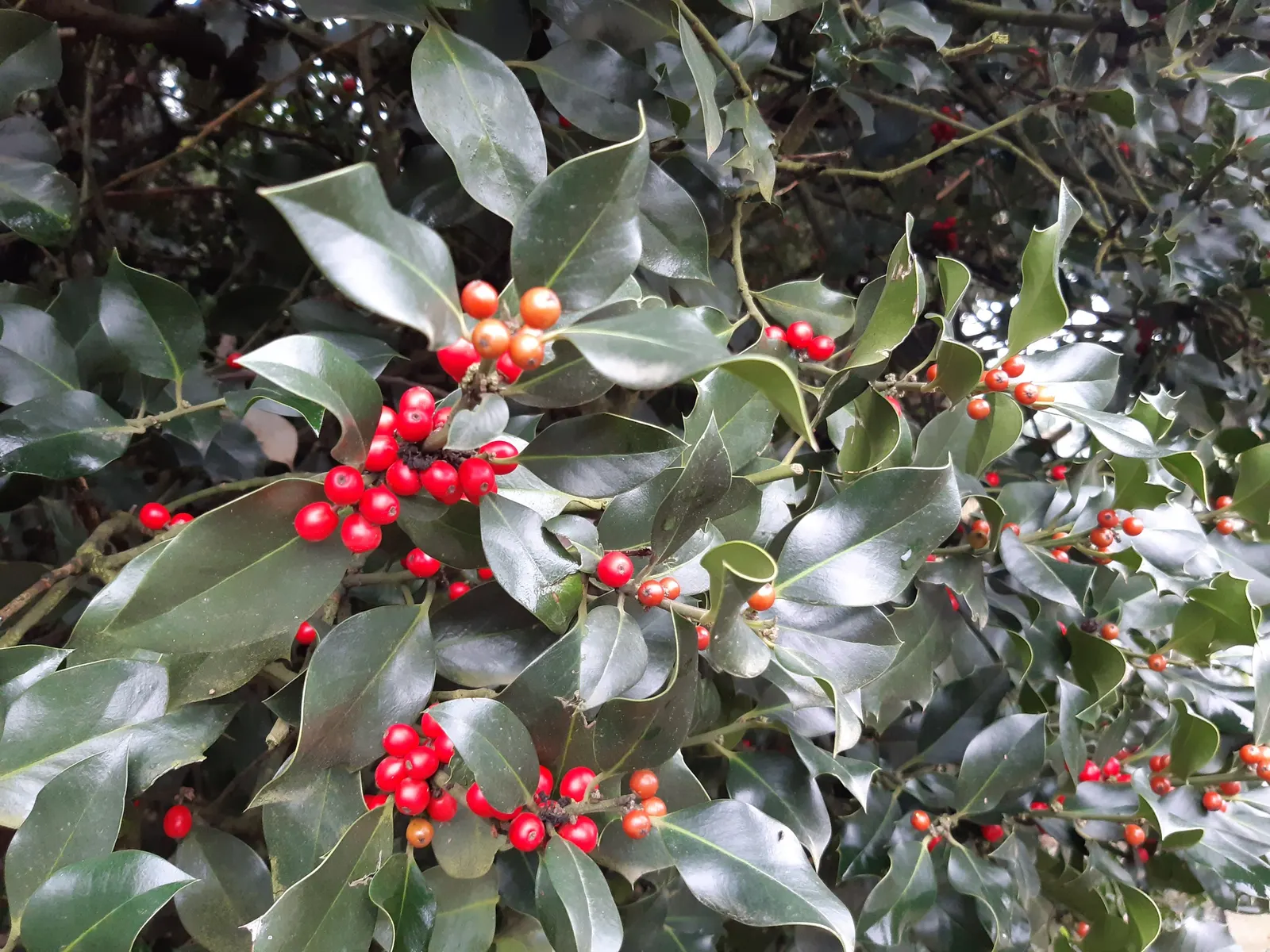 English Holly (Ilex Aquifolium) — It thrives in USDA hardiness zones 5 through 9 and prefers exposure to full sun to partial shade