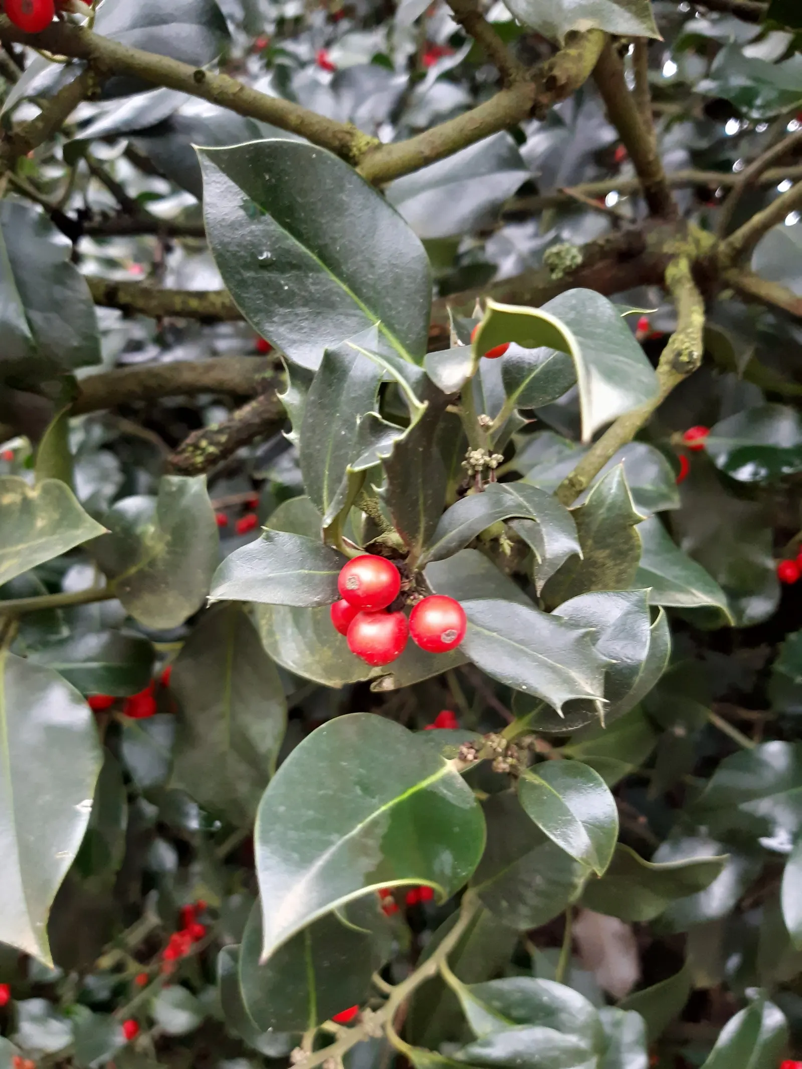 English Holly (Ilex Aquifolium) — An excellent choice for creating focal points or hedges within a garden design