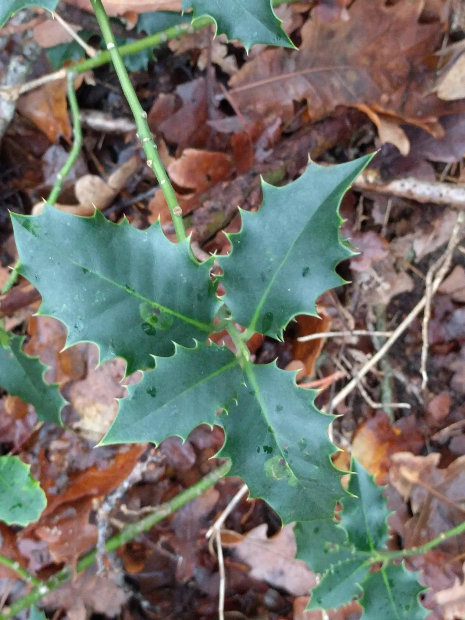 English Holly (Ilex Aquifolium) — Prefers well-drained, acidic soil and partial to full sun