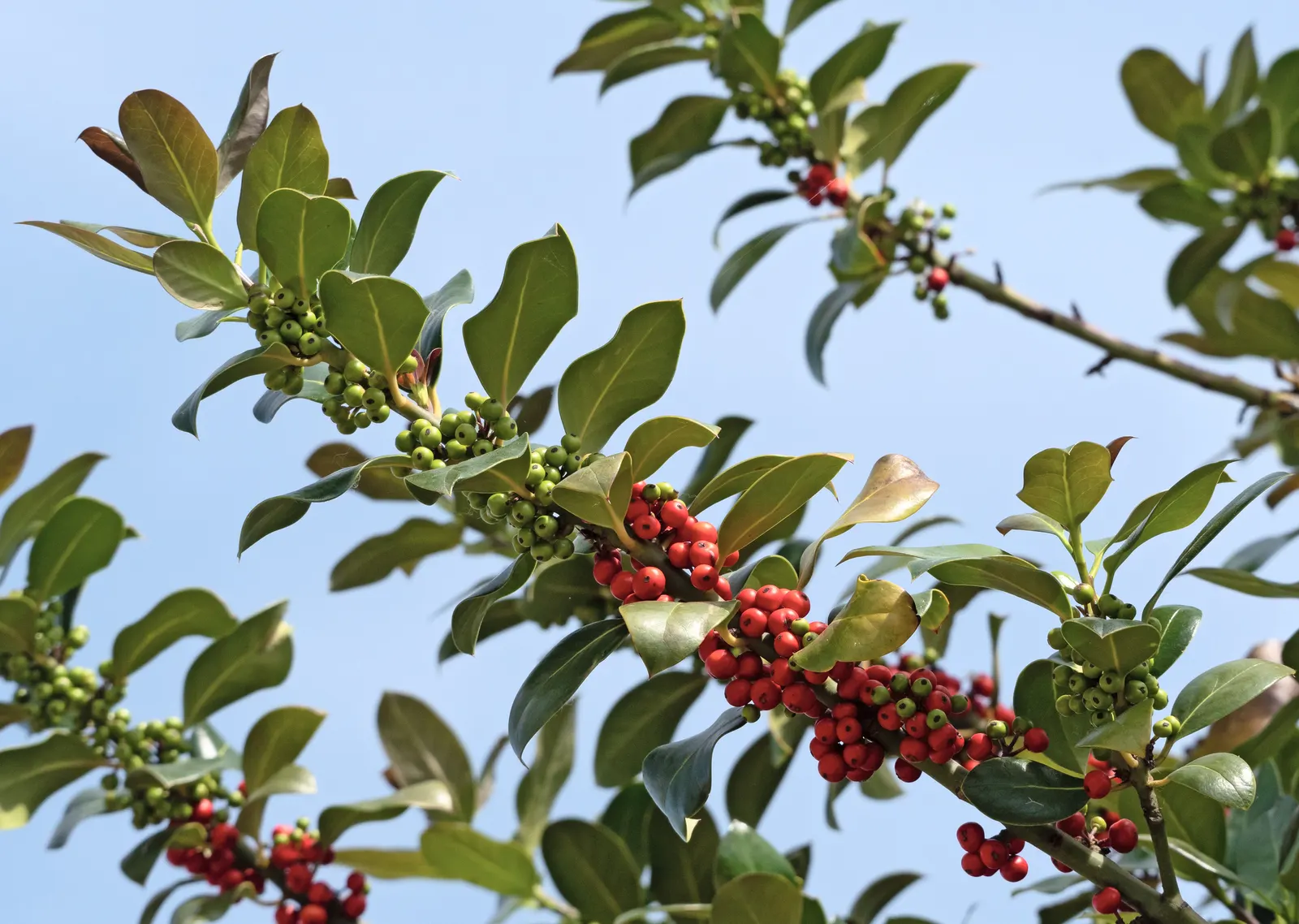 English Holly (Ilex Aquifolium) — English Holly (Ilex aquifolium) is an evergreen shrub renowned for its glossy