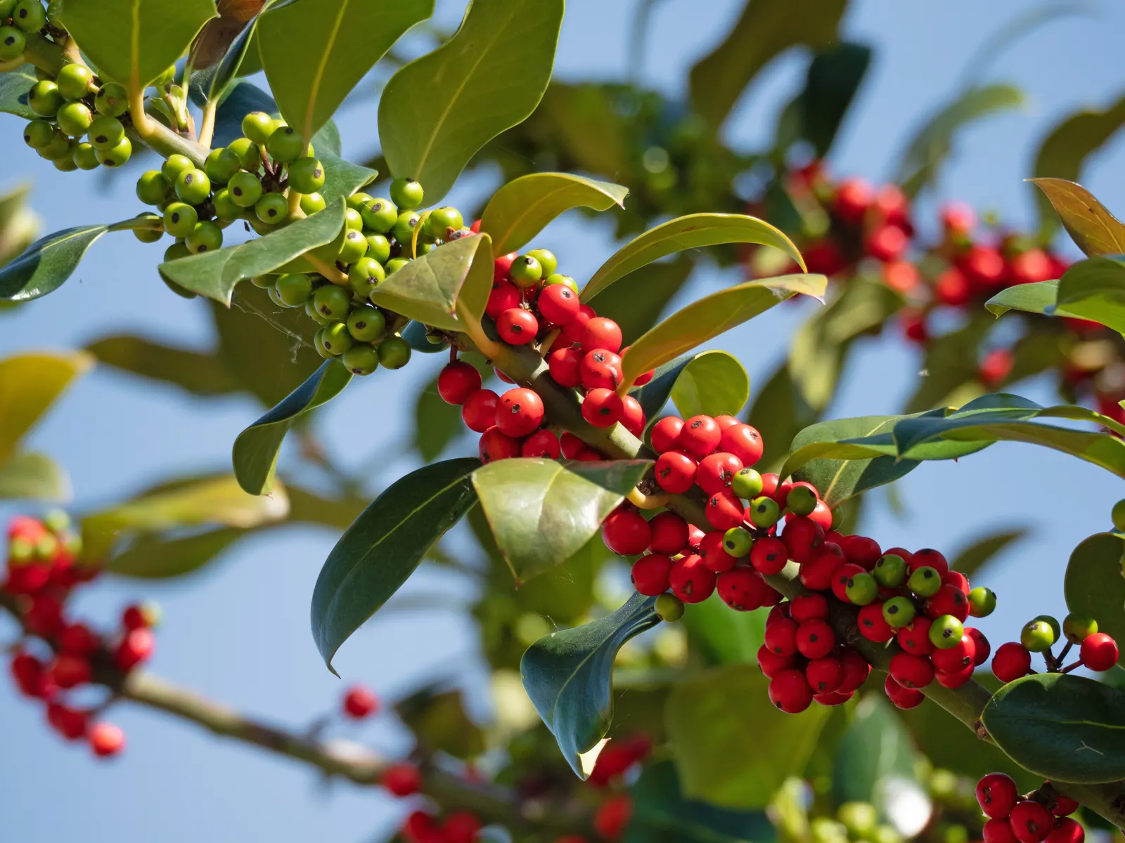 English Holly (Ilex Aquifolium) — dark green leaves with spiky margins