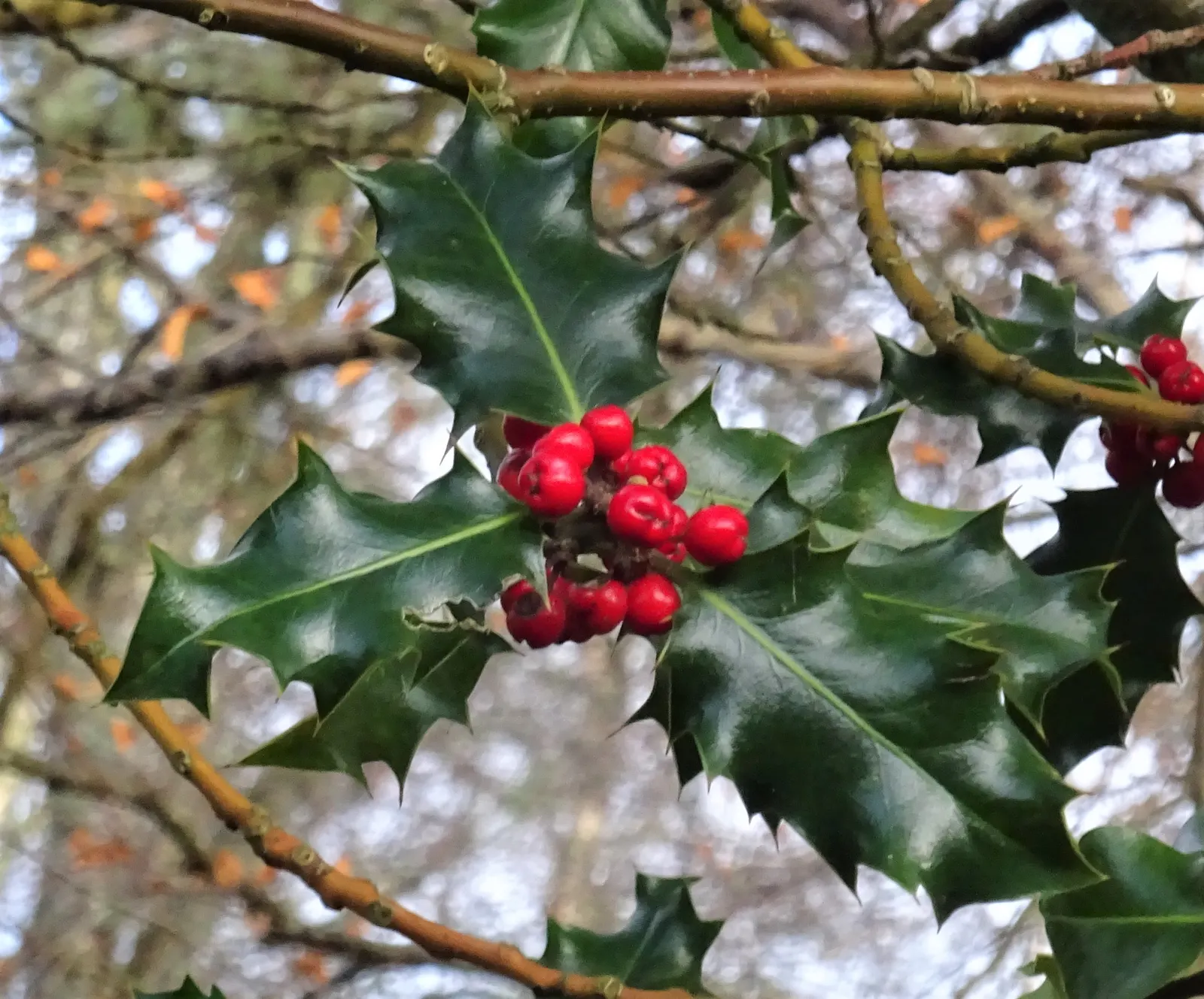 English Holly (Ilex Aquifolium) — dark green leaves with spiky margins; the English Holly can reach heights of 15 to 30 feet with a spread of 10 to, image 94