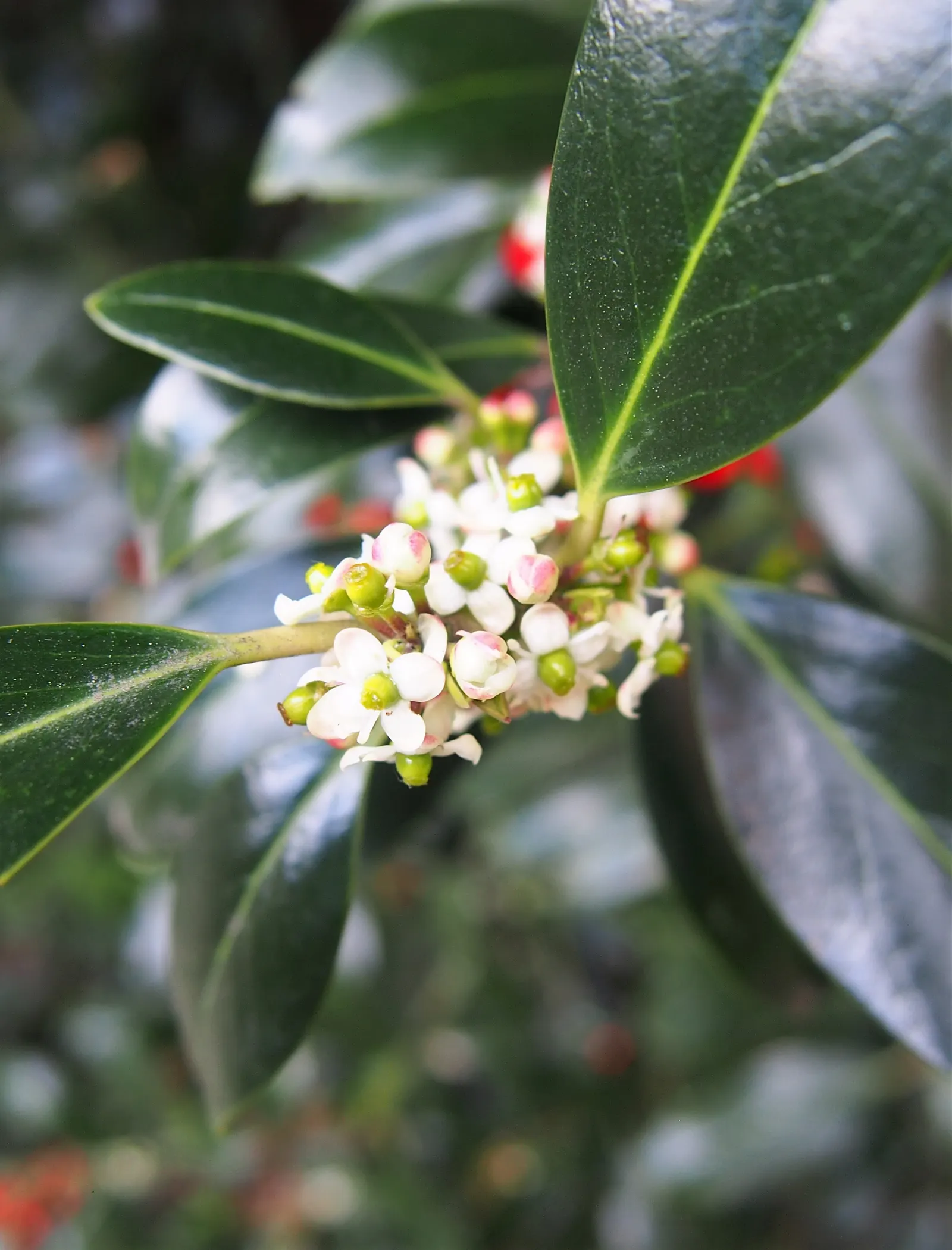English Holly (Ilex Aquifolium) — Prefers well-drained, acidic soil and partial to full sun; dark green leaves with spiky margins, image 96