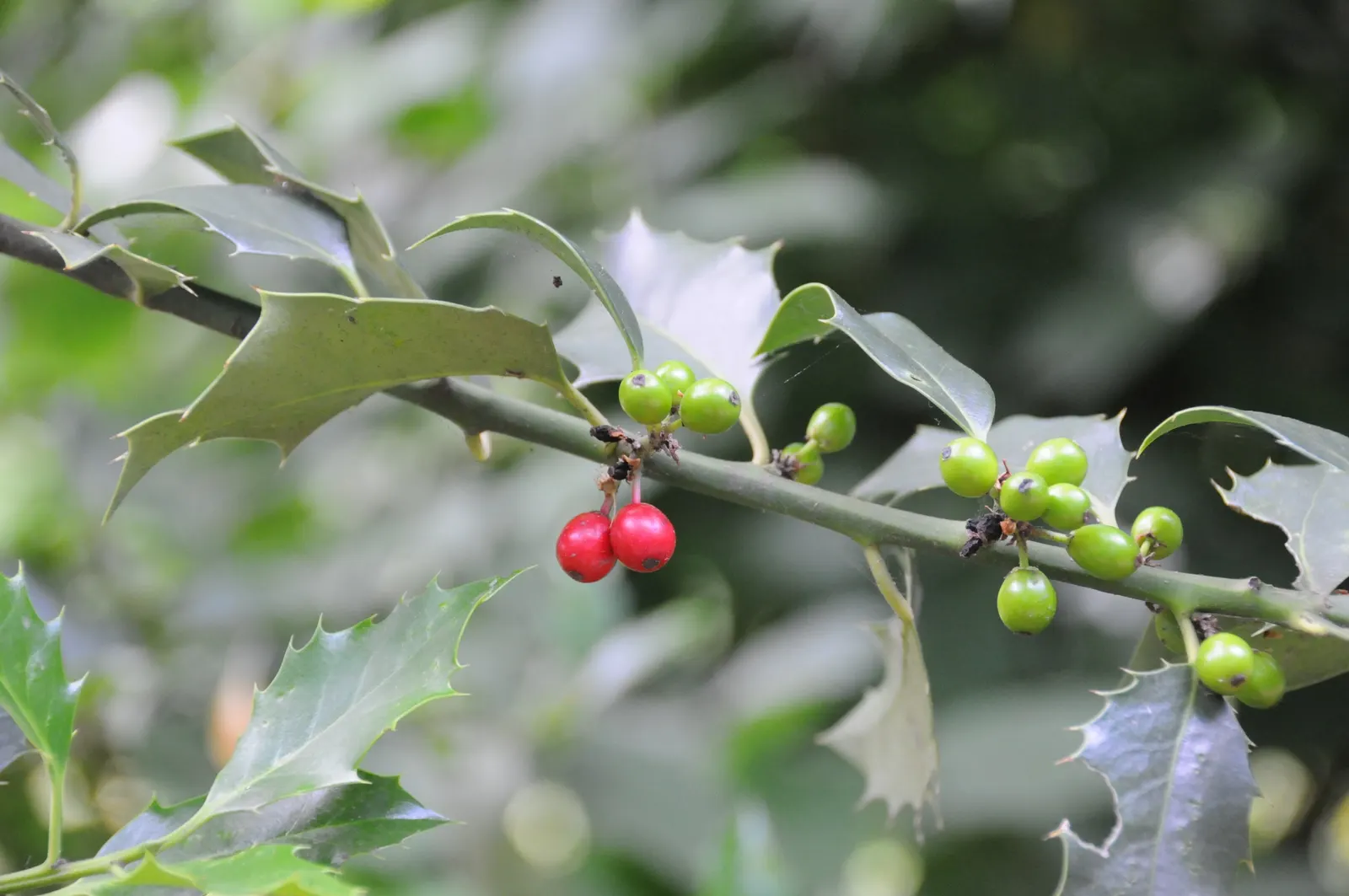 English Holly (Ilex Aquifolium) — dark green leaves with spiky margins; the English Holly can reach heights of 15 to 30 feet with a spread of 10 to, image 117