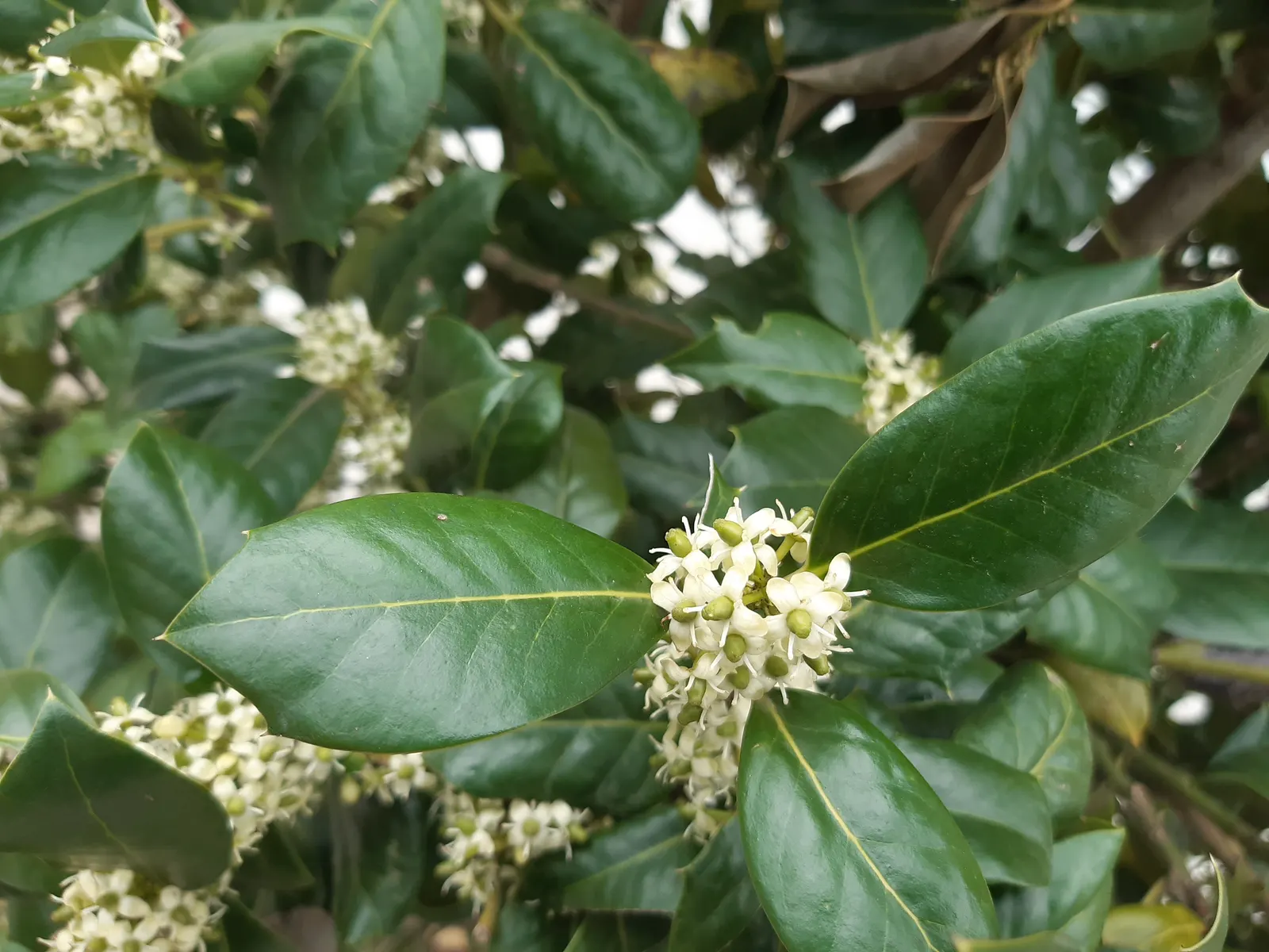 English Holly (Ilex Aquifolium) — consider its need for well-drained; for optimal growth and berry display, image 82