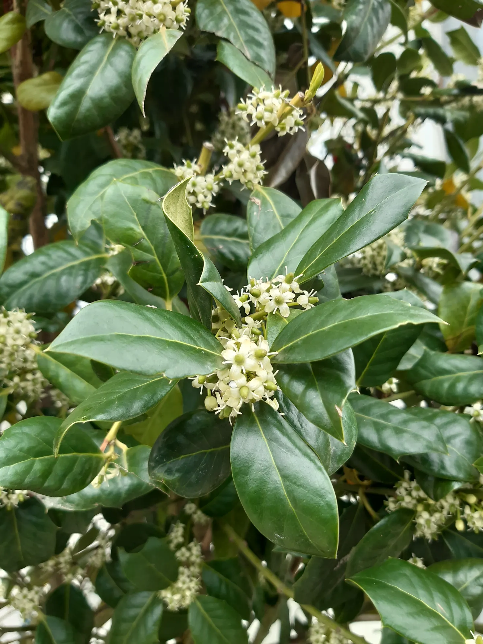 English Holly (Ilex Aquifolium) — though toxic to humans if ingested.<br><br>Careful planning about placement is essential