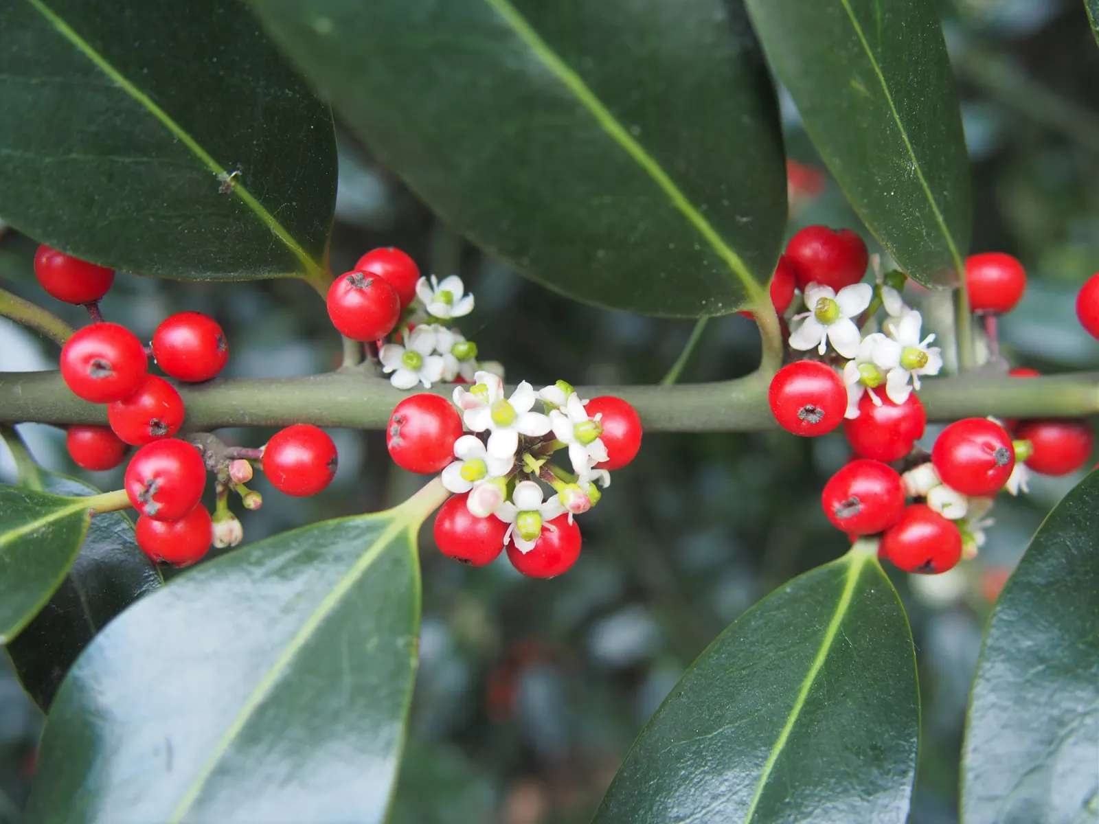 English Holly (Ilex Aquifolium) — Utilize as a specimen, hedge, or privacy screen for year-round interest; deep green leaves and vibrant red berries, image 97