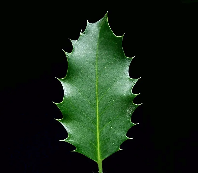English Holly (Ilex Aquifolium) — consider its need for well-drained; for optimal growth and berry display, image 105