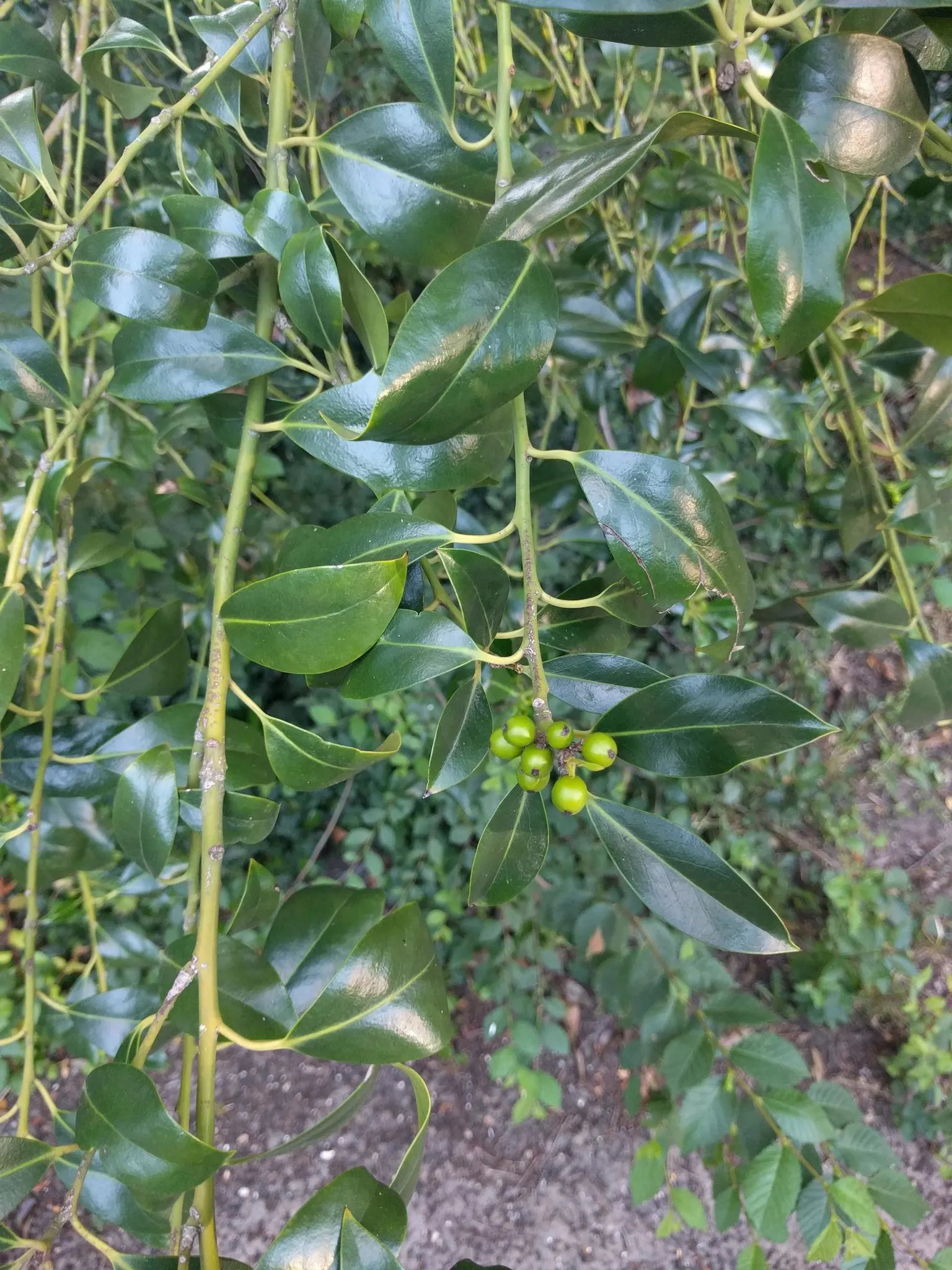 English Holly (Ilex Aquifolium) — Caution: Leaves and berries are toxic if ingested; handle with care