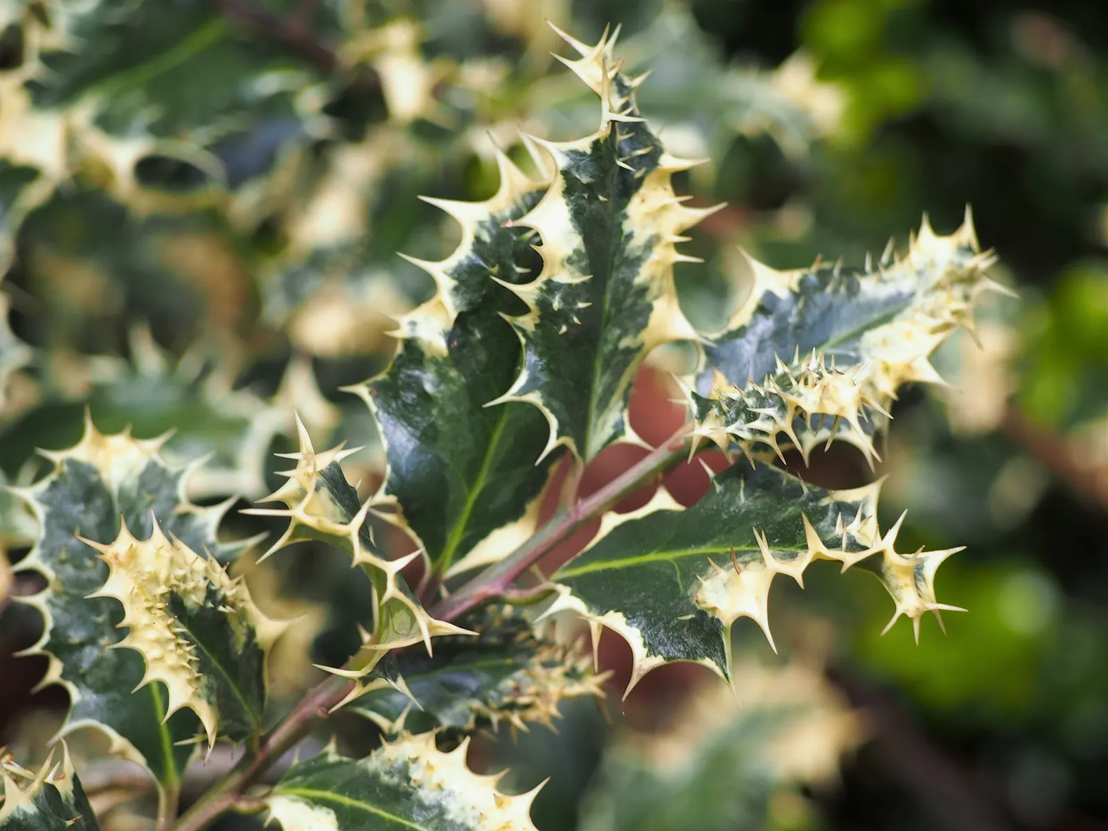 English Holly (Ilex Aquifolium) — It thrives in USDA hardiness zones 5 through 9 and prefers exposure to full sun to partial shade; an excellent, image 107