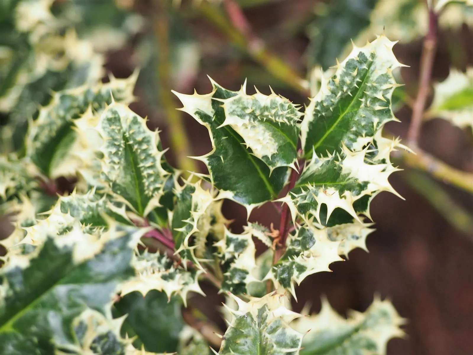 English Holly (Ilex Aquifolium) — as the plant's sharp leaves might make it unsuitable for areas frequented by children or pets; is an iconic, image 110
