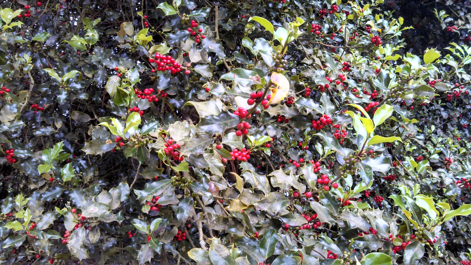 English Holly (Ilex Aquifolium) — occasional pruning will help maintain its shape and promote a more lush; the English Holly's stately presence and, image 112